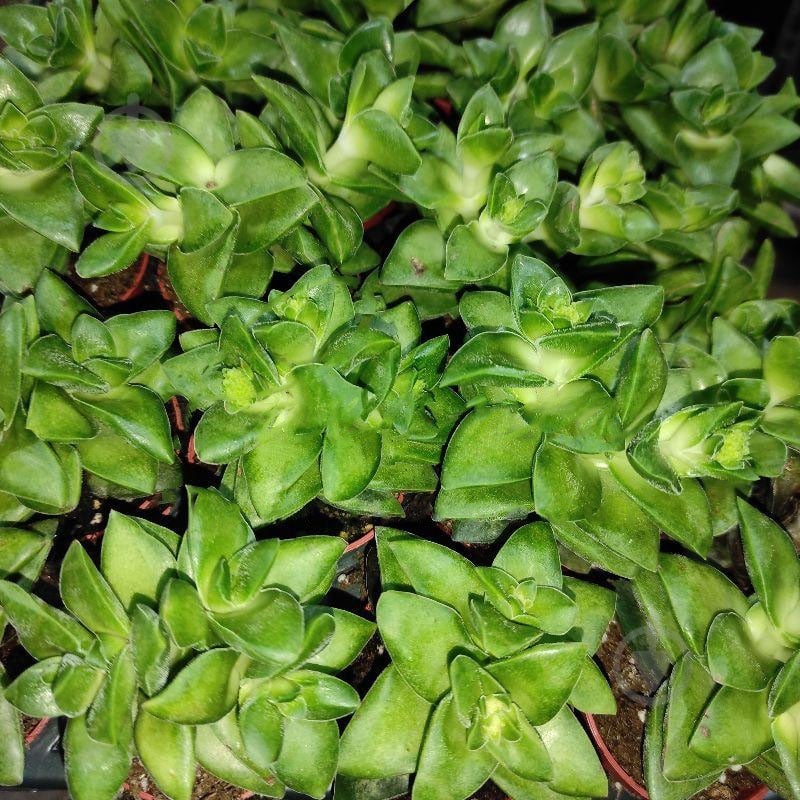 Растение Крассула 5х8 Springtime - фото 1