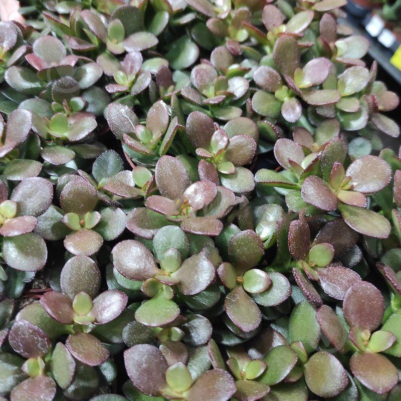 Растение Крассула 8х12 Ovata Minor - фото 1