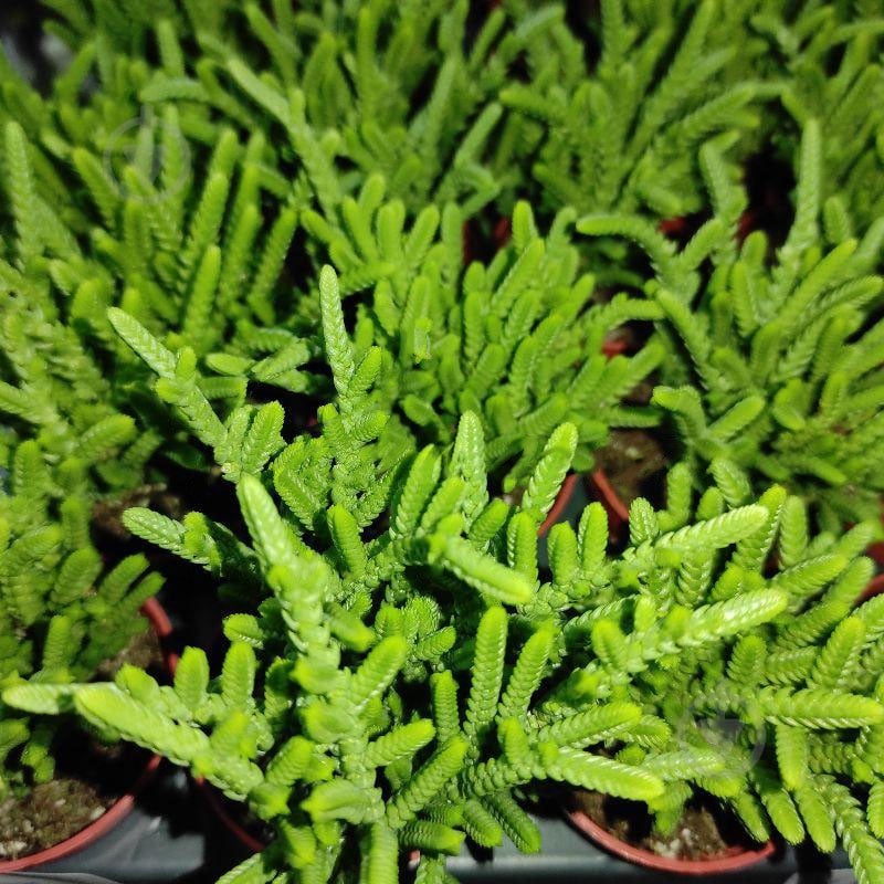Растение Крассула 5х10 Lucopoides - фото 1