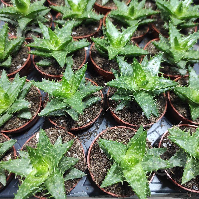 Растение Алоэ 05х10 Brevifolia - фото 1