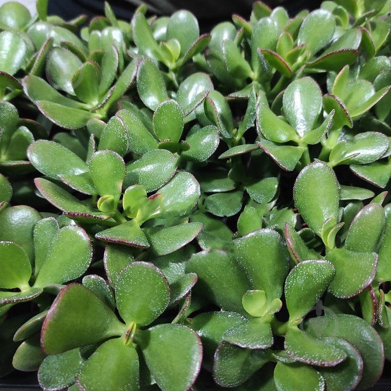 Растение Крассула 8х12 Ovata Sunset - фото 1