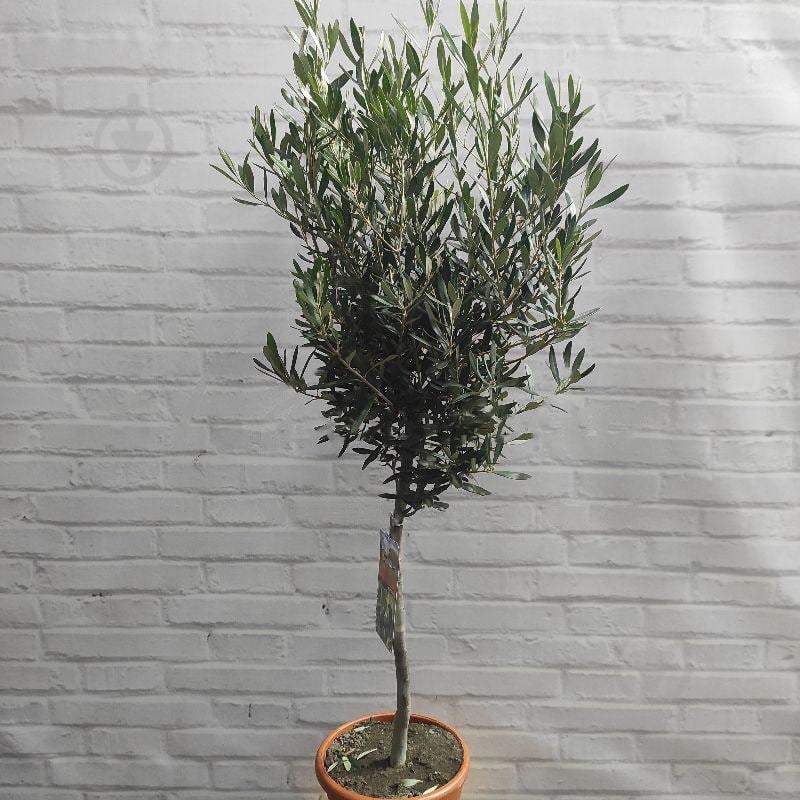 Растение Оливковое дерево 21х100 - фото 1