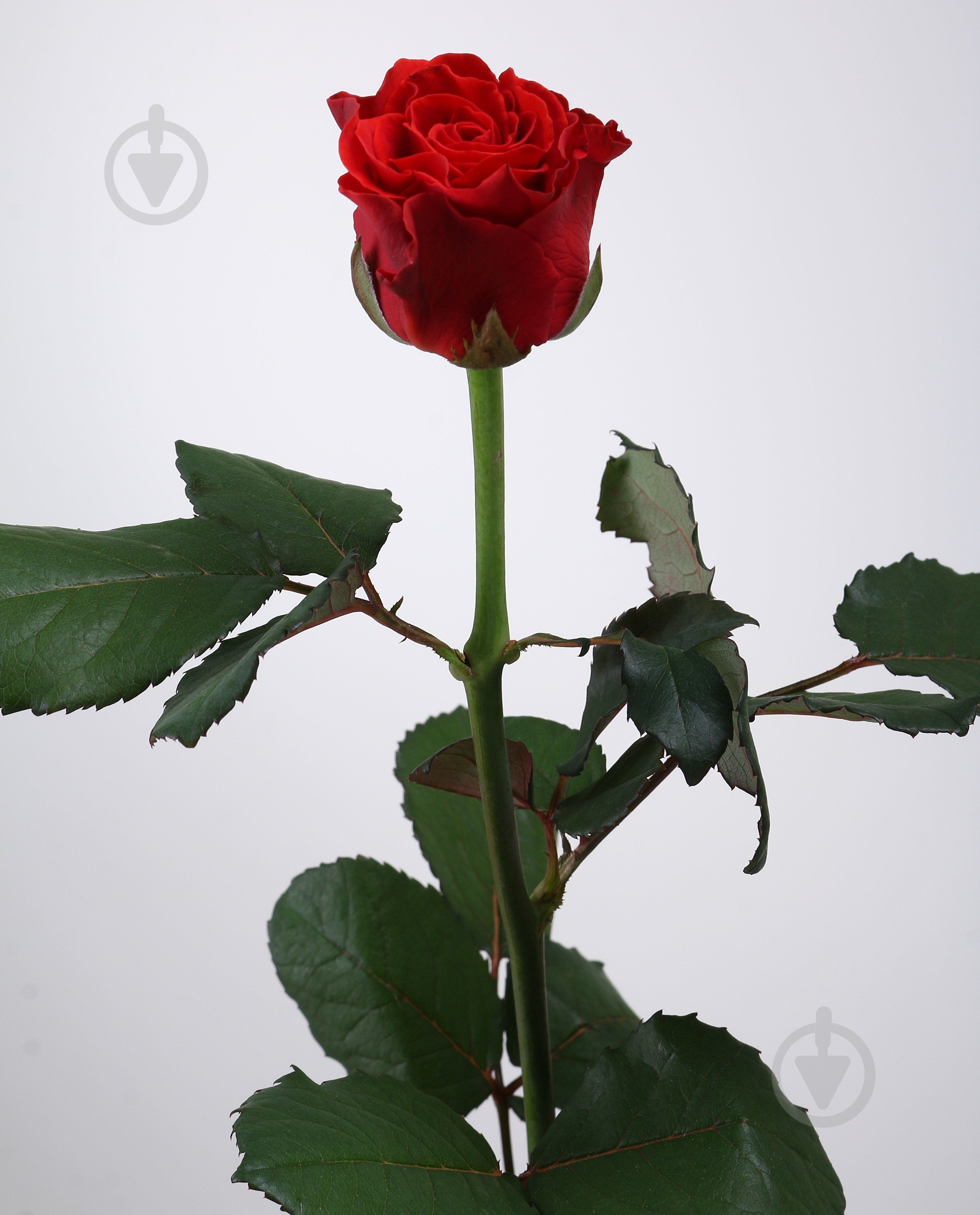 Троянда Ель Торо одноголова класична 50 см червона (Україна) - фото 1 Троянда Ель Торо одноголова класична 50 см червона (Україна) - фото 1