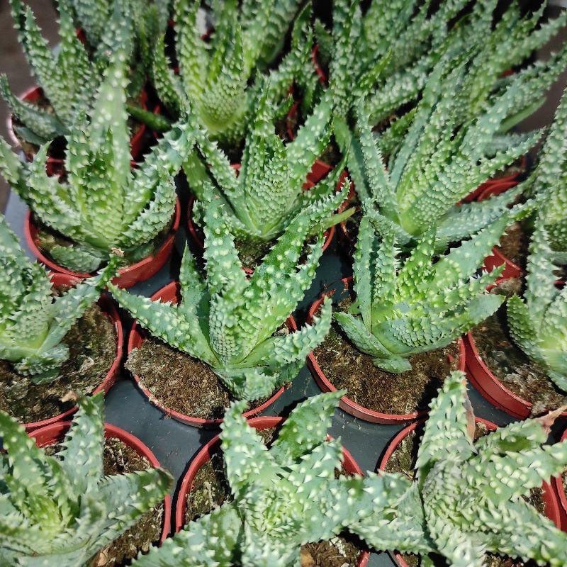 Растение Алоэ 5х15 Humilis - фото 1