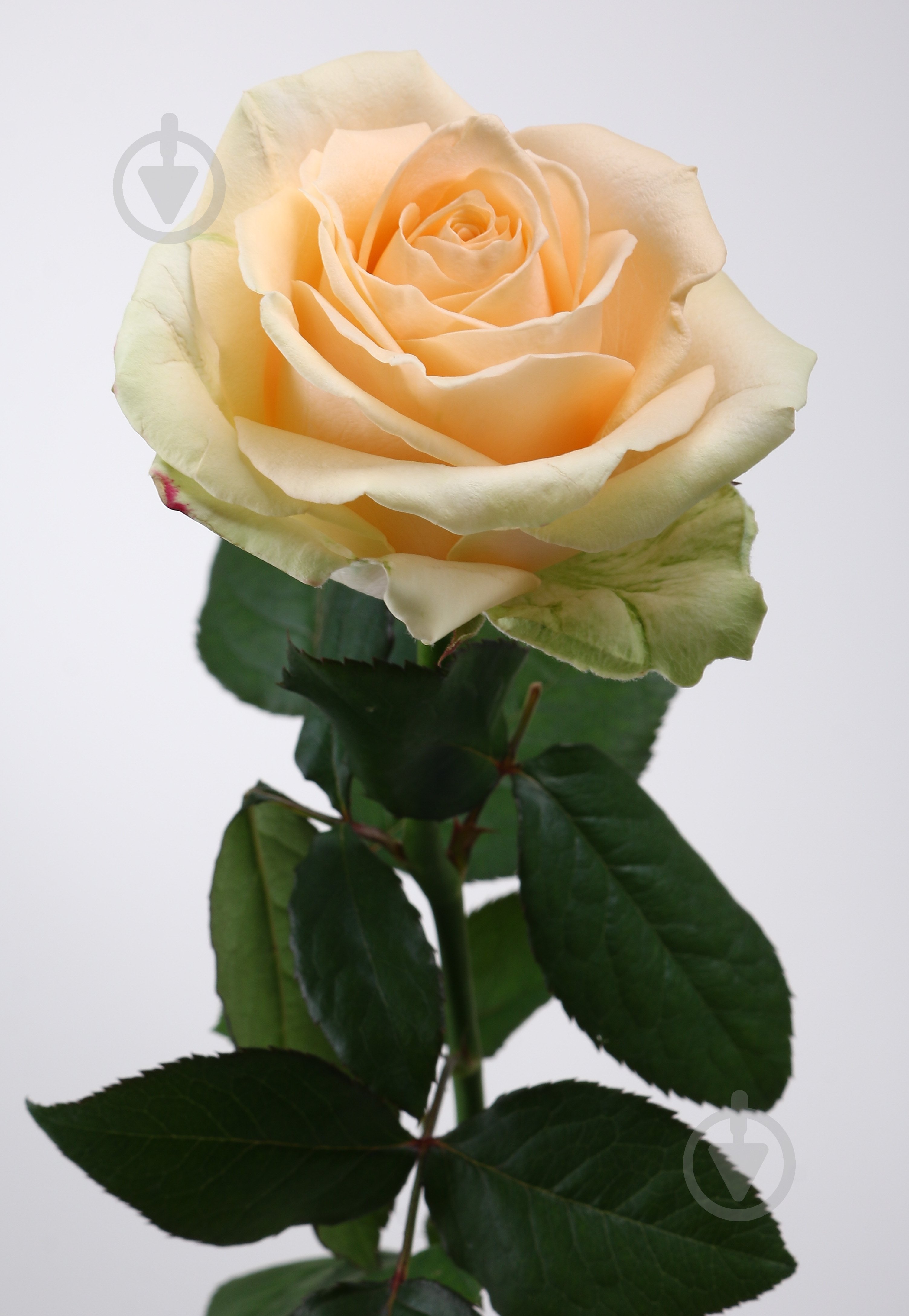 Роза Пич аваланч одноголовая классическая 70 см персиковая (Украина) - фото 1 Роза Пич аваланч одноголовая классическая 70 см персиковая (Украина) - фото 1