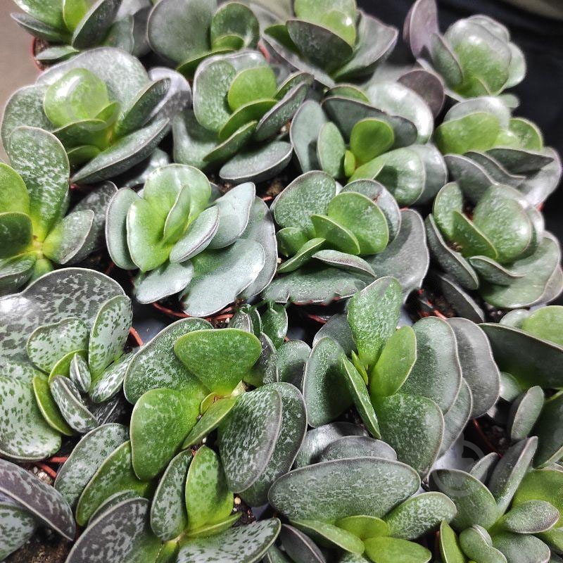 Растение Адромискус (суккулент) 05х8 Trigynus - фото 1 Растение Адромискус (суккулент) 05х8 Trigynus - фото 1