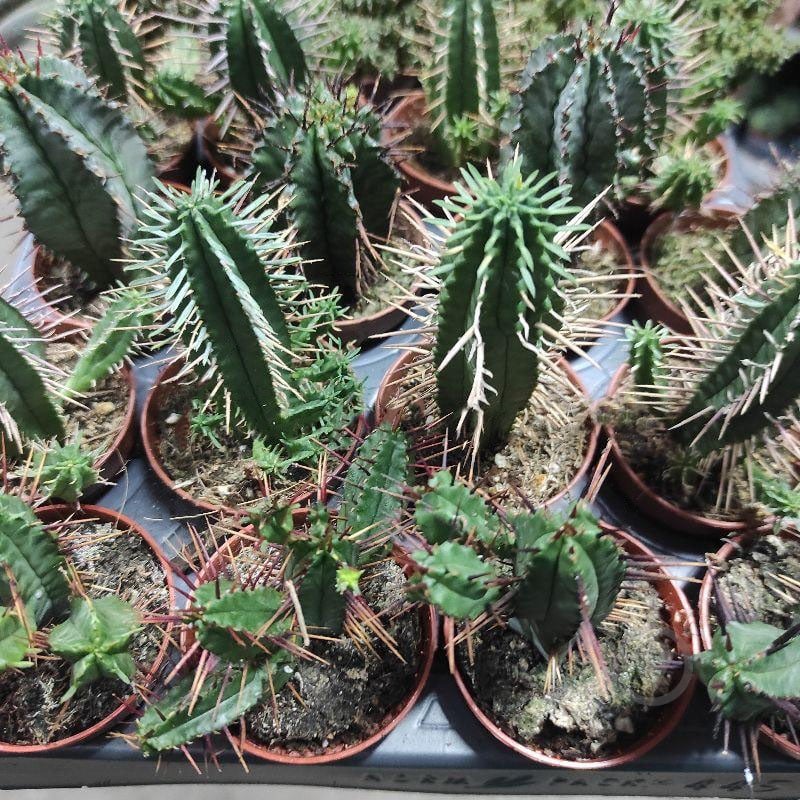 Растение Кактус 5х8 Euphorbia микс - фото 1