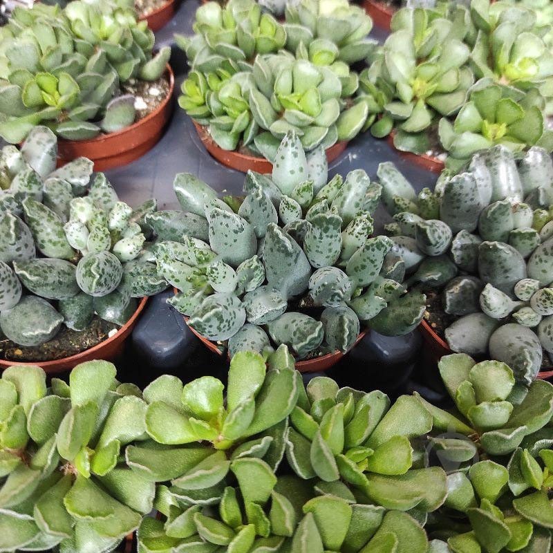 Растение Адромискус (суккулент) 8х10 микс - фото 1 Растение Адромискус (суккулент) 8х10 микс - фото 1