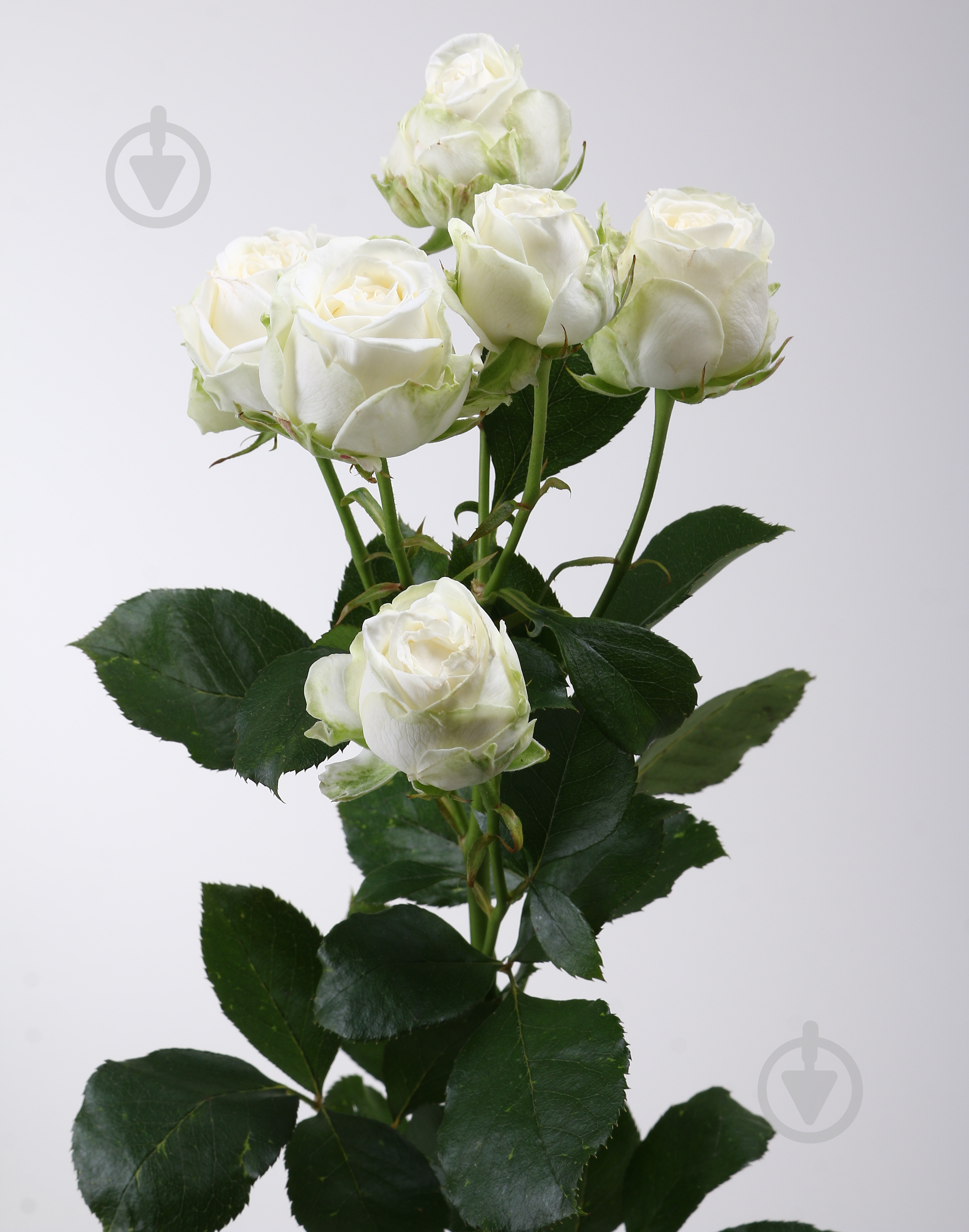 Троянда Міс Бомбастік спрей (кущова) класична 50 см біла (Україна) - фото 2