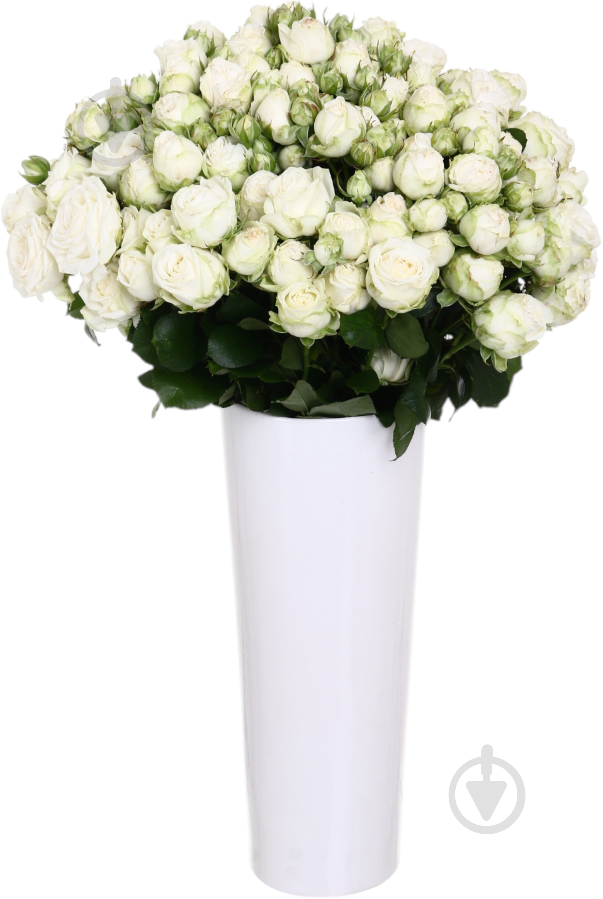 Троянда Міс Бомбастік спрей (кущова) класична 50 см біла (Україна) - фото 4