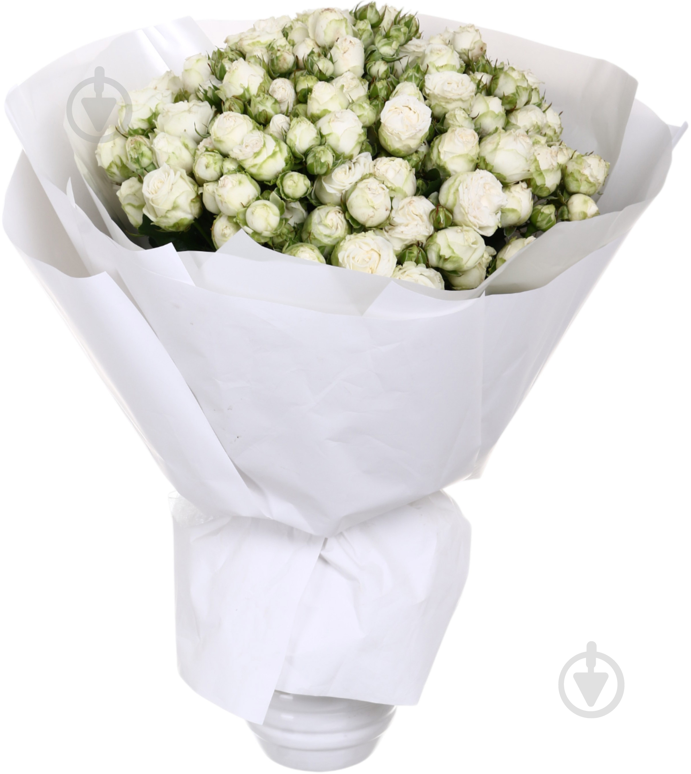 Троянда Міс Бомбастік спрей (кущова) класична 50 см біла (Україна) - фото 5