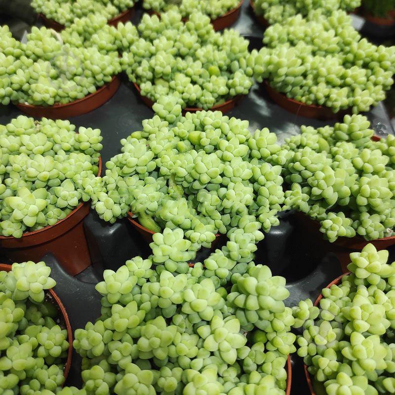 Растение Седум 8х10 Burrito - фото 1 Растение Седум 8х10 Burrito - фото 1