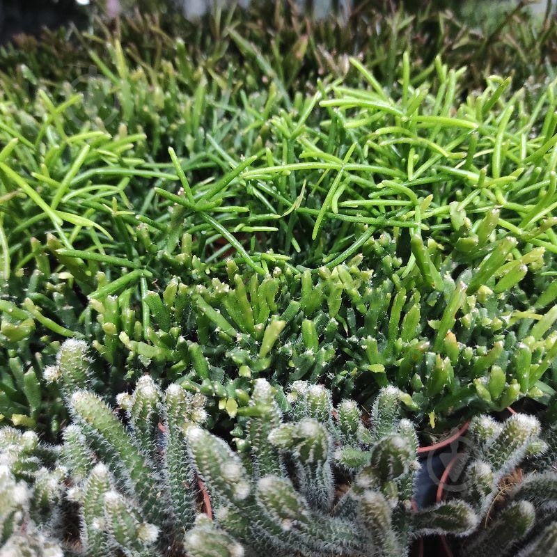 Растение Рипсалис 5х10 микс - фото 1 Растение Рипсалис 5х10 микс - фото 1