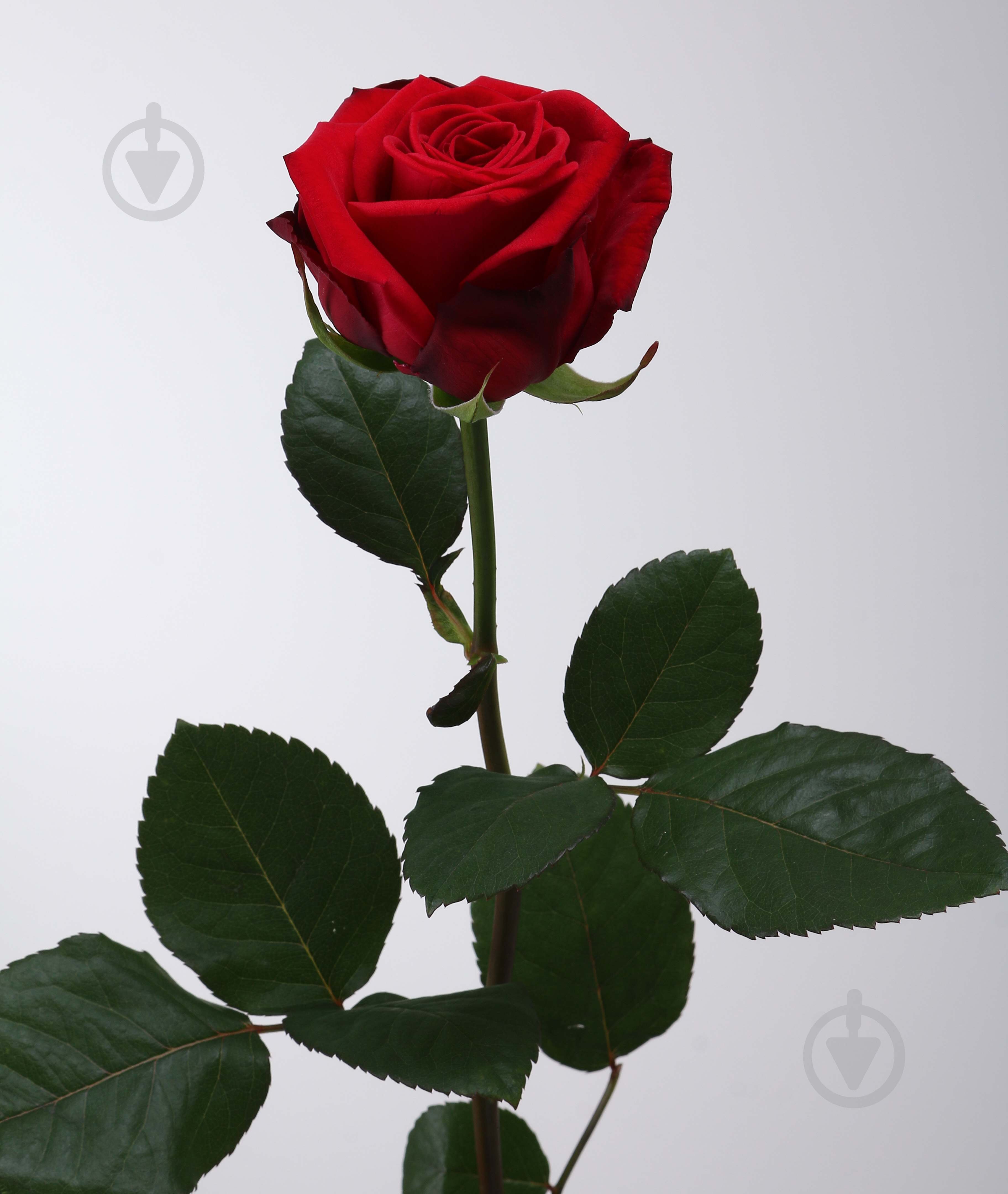 Роза Ред Наоми одноголовая классическая 70 см красная (Украина) - фото 2 Роза Ред Наоми одноголовая классическая 70 см красная (Украина) - фото 2