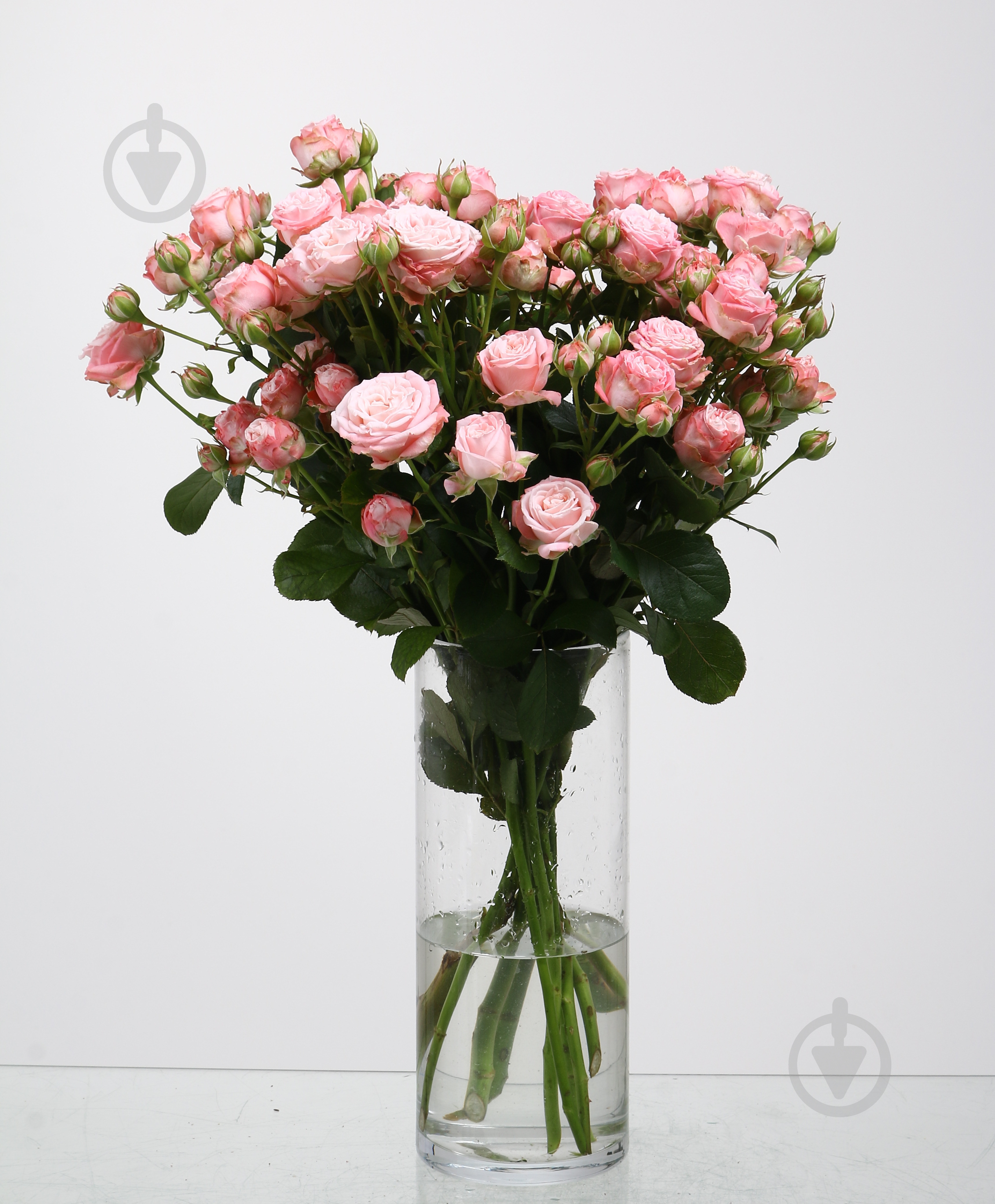 Роза Мадам Бомбастик спрей (кустовая) классическая 55 см розовая (Украина) - фото 5