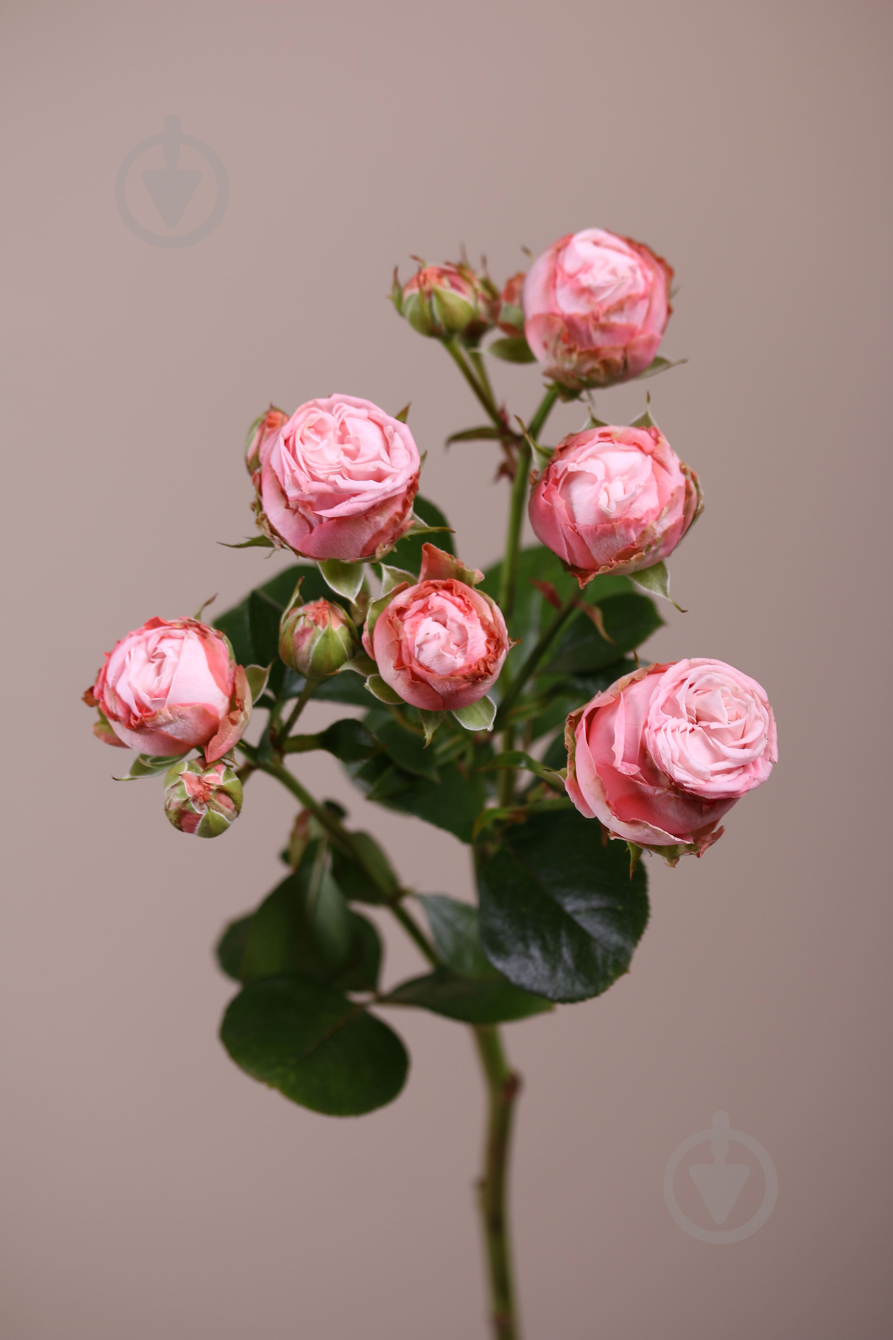 Роза Мадам Бомбастик спрей (кустовая) классическая 55 см розовая (Украина) - фото 1