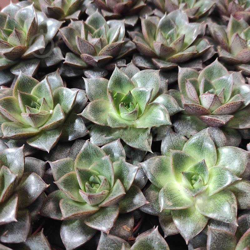 Растение Эхеверия 6х8 Purpusorum - фото 1 Растение Эхеверия 6х8 Purpusorum - фото 1