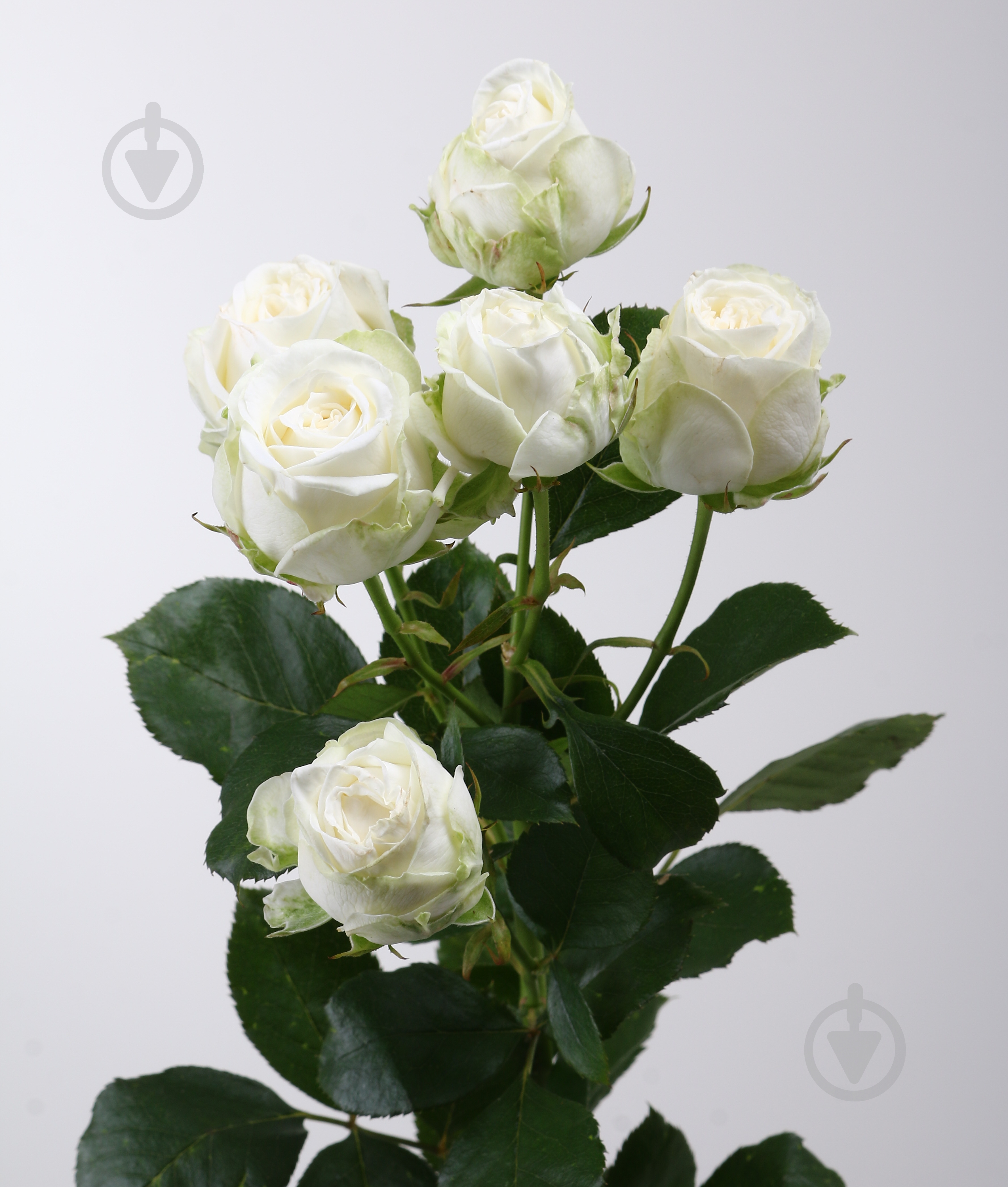 Роза Мисс Бомбастик спрей (кустовая) классическая 40 см белая (Украина) - фото 1 Роза Мисс Бомбастик спрей (кустовая) классическая 40 см белая (Украина) - фото 1