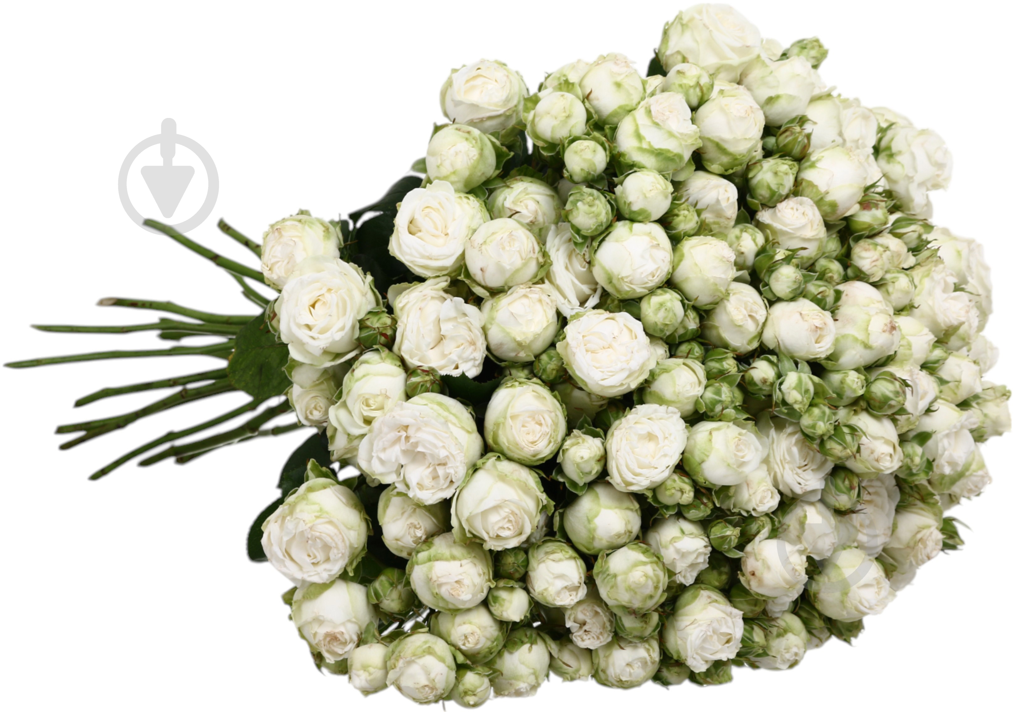 Роза Мисс Бомбастик спрей (кустовая) классическая 40 см белая (Украина) - фото 3 Роза Мисс Бомбастик спрей (кустовая) классическая 40 см белая (Украина) - фото 3