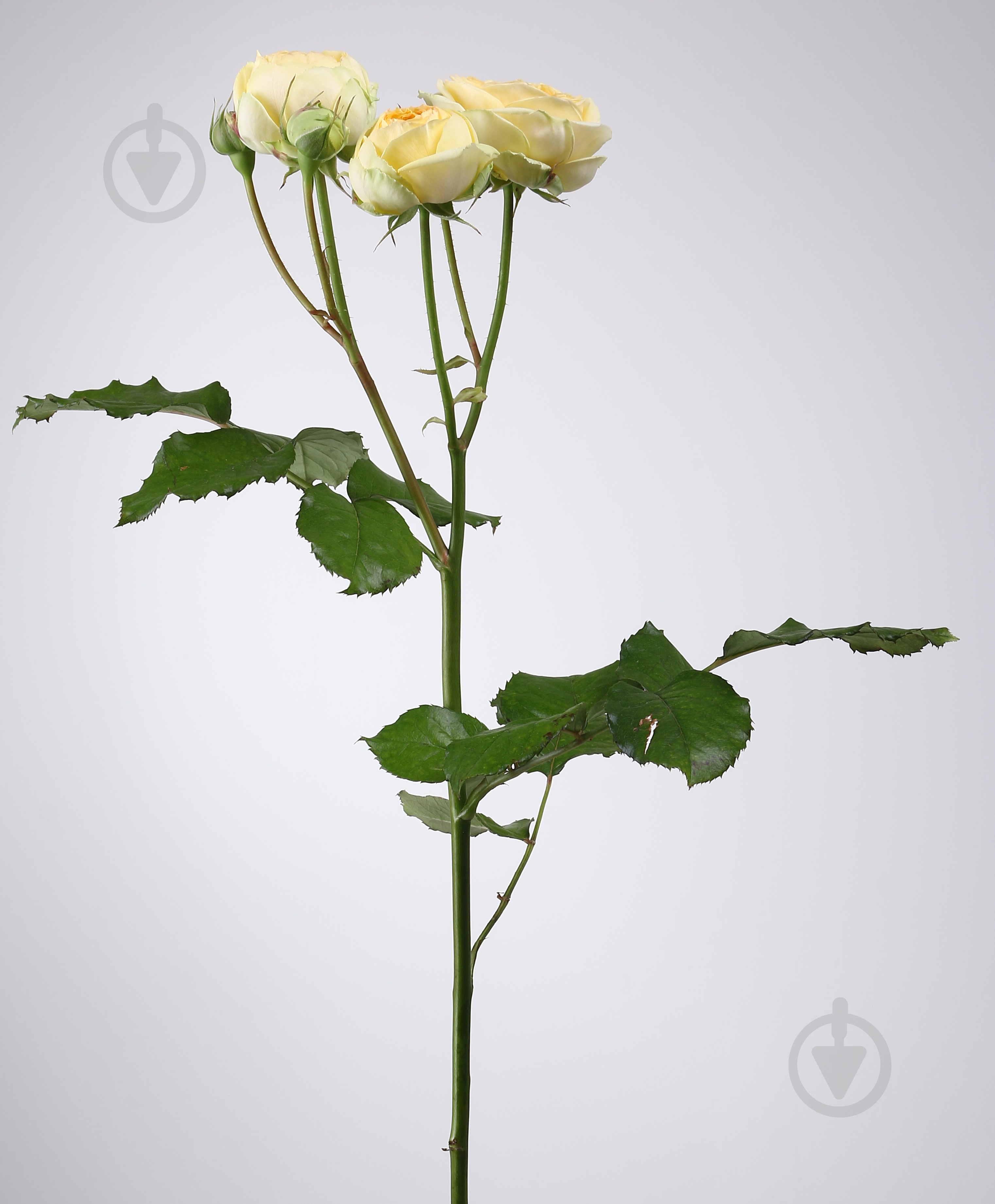 Троянда Піоні Баблз спрей (кущова) піоновидна 40 см жовта (Україна) - фото 2