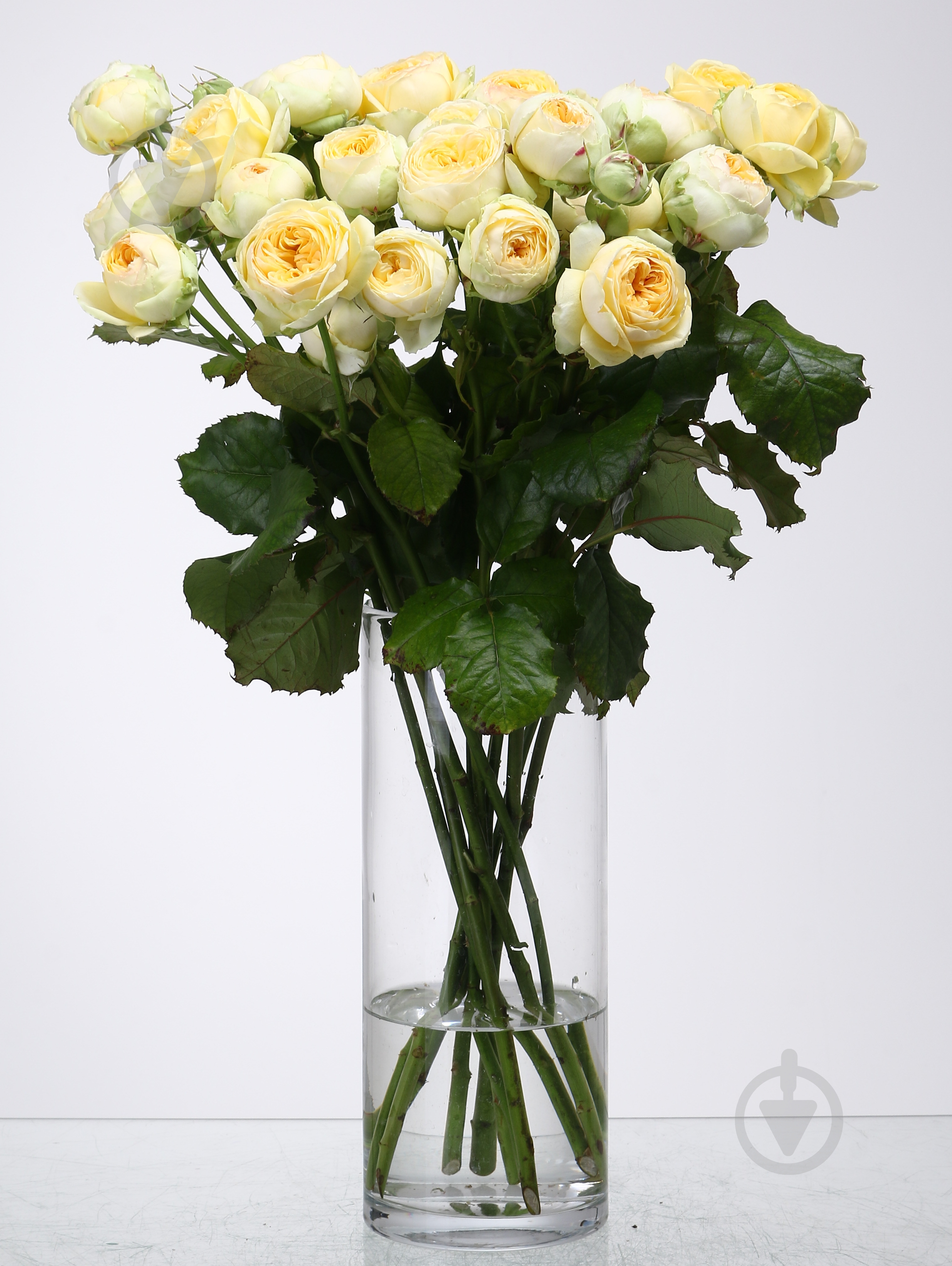 Троянда Піоні Баблз спрей (кущова) піоновидна 50 см жовта (Україна) - фото 1 Троянда Піоні Баблз спрей (кущова) піоновидна 50 см жовта (Україна) - фото 1