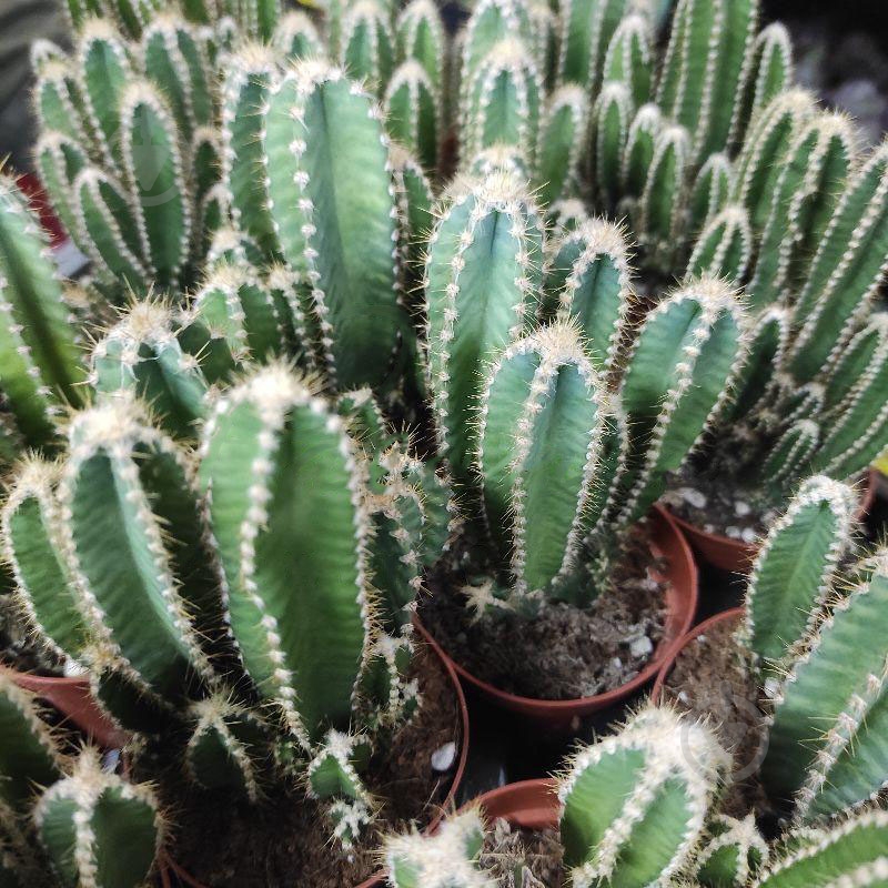 Растение Кактус 8х15 Cereus Florida - фото 1 Растение Кактус 8х15 Cereus Florida - фото 1