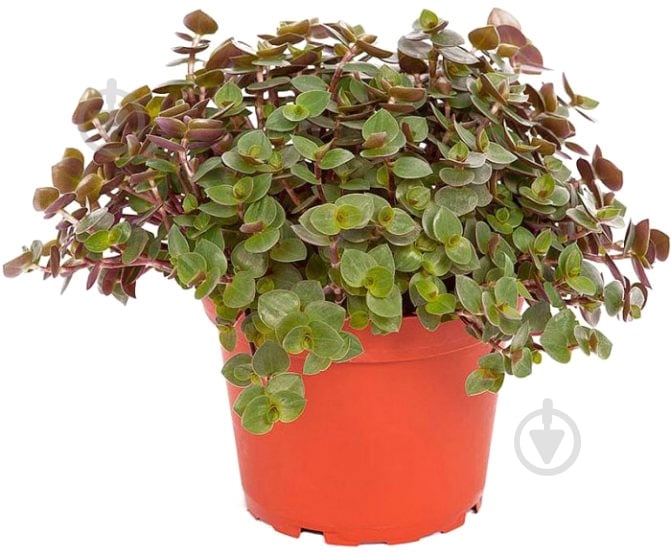 Растение Каллизия d12/h15 - фото 1 Растение Каллизия d12/h15 - фото 1