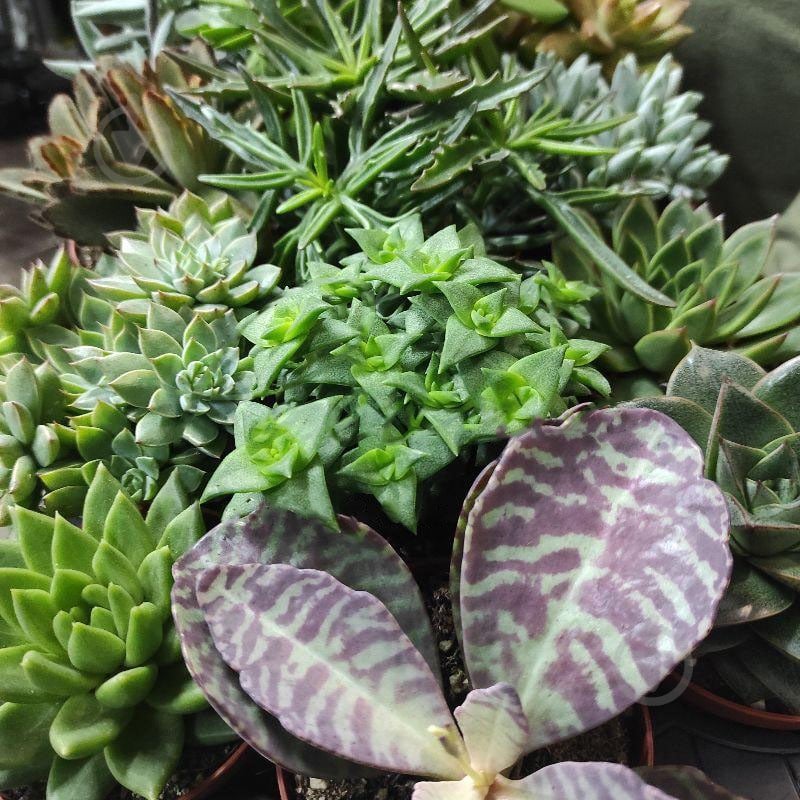 Растение Суккуленты 8х10 микс - фото 1