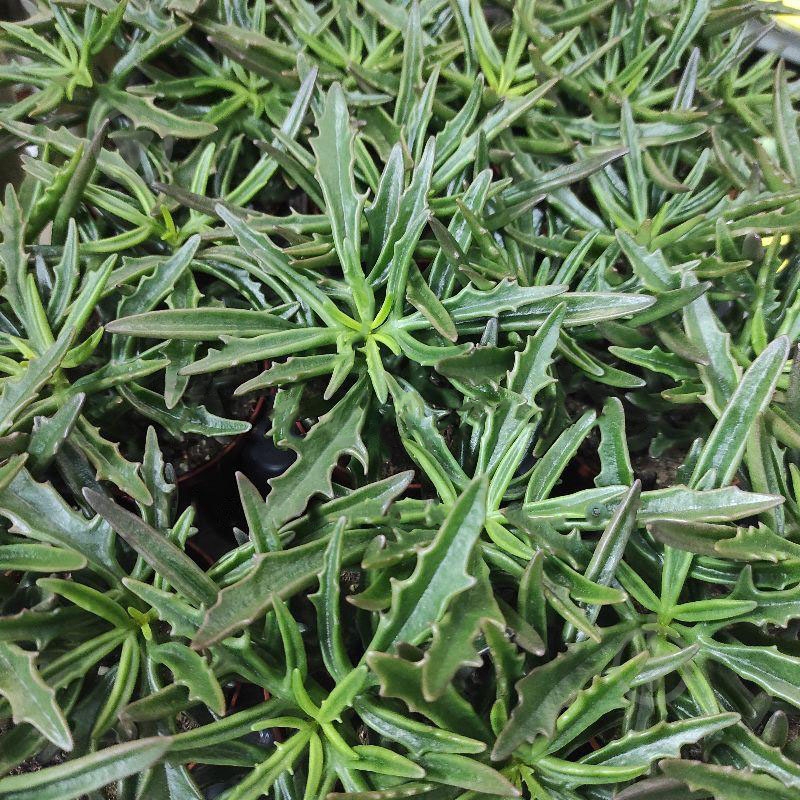 Растение Суккулент 8х15 Spider - фото 1