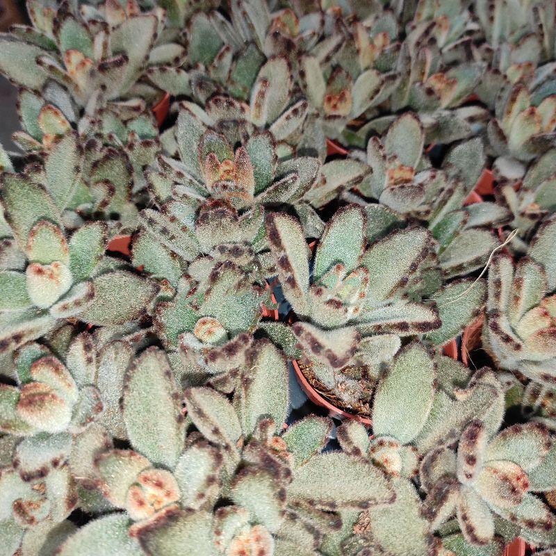 Рослина Сукулент 5х10 Kalanchoe Tomentosa Aida - фото 1