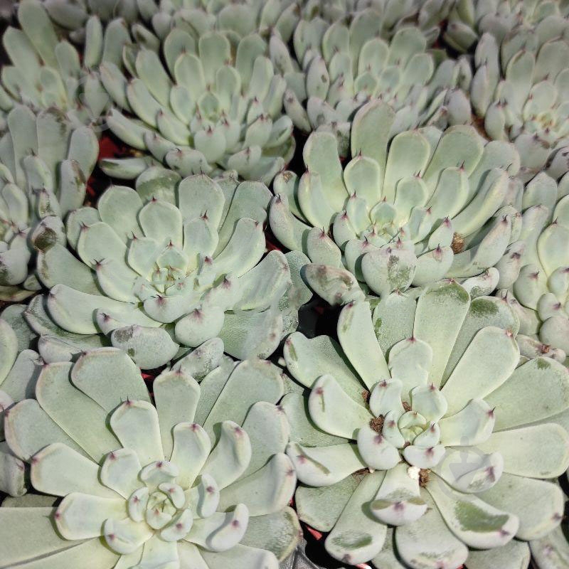 Растение Эхеверия 5х8 Elegant Blue - фото 1 Растение Эхеверия 5х8 Elegant Blue - фото 1