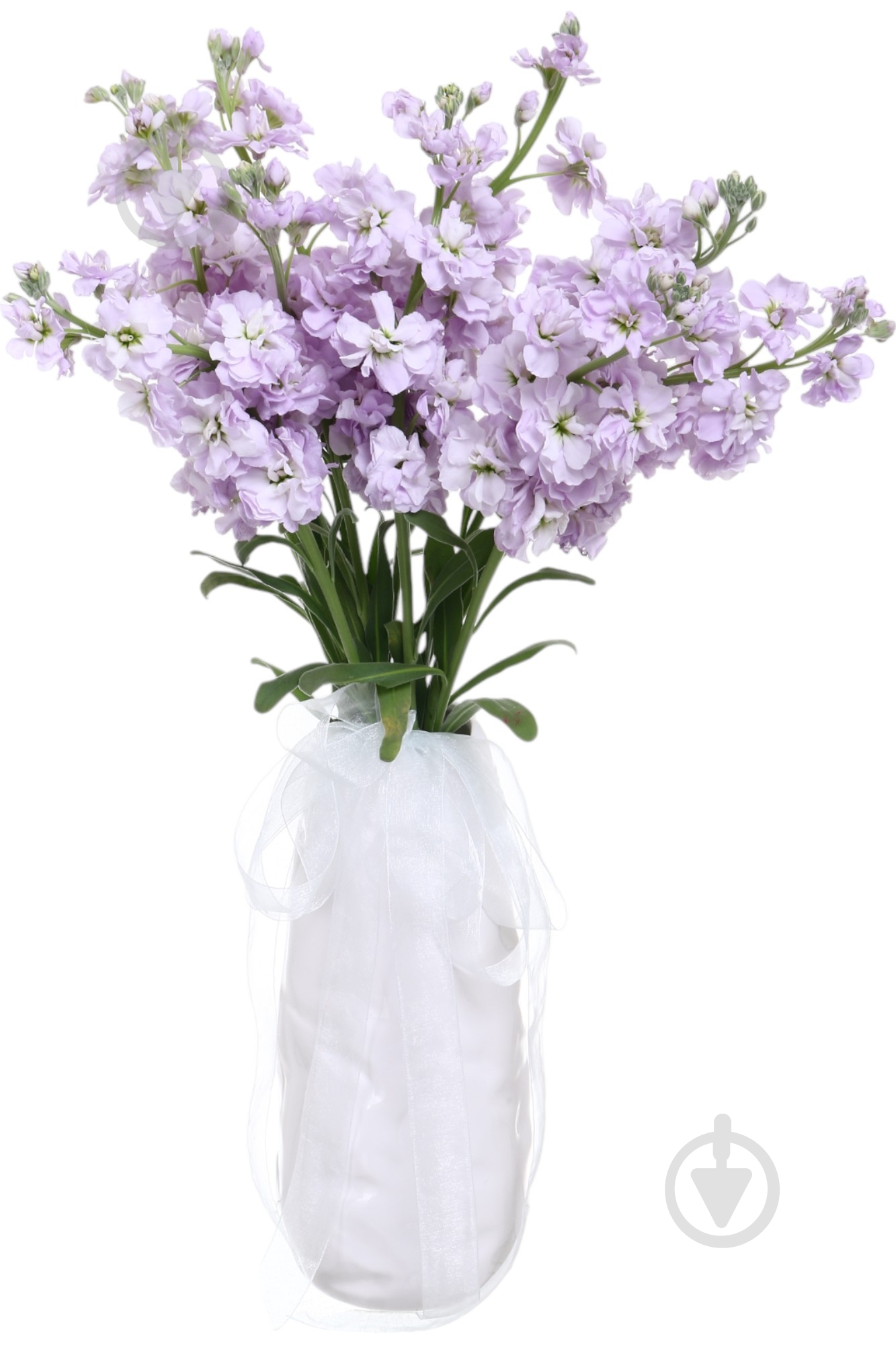 Маттиола Centum Rose фиолетовая (Нидерланды) - фото 5