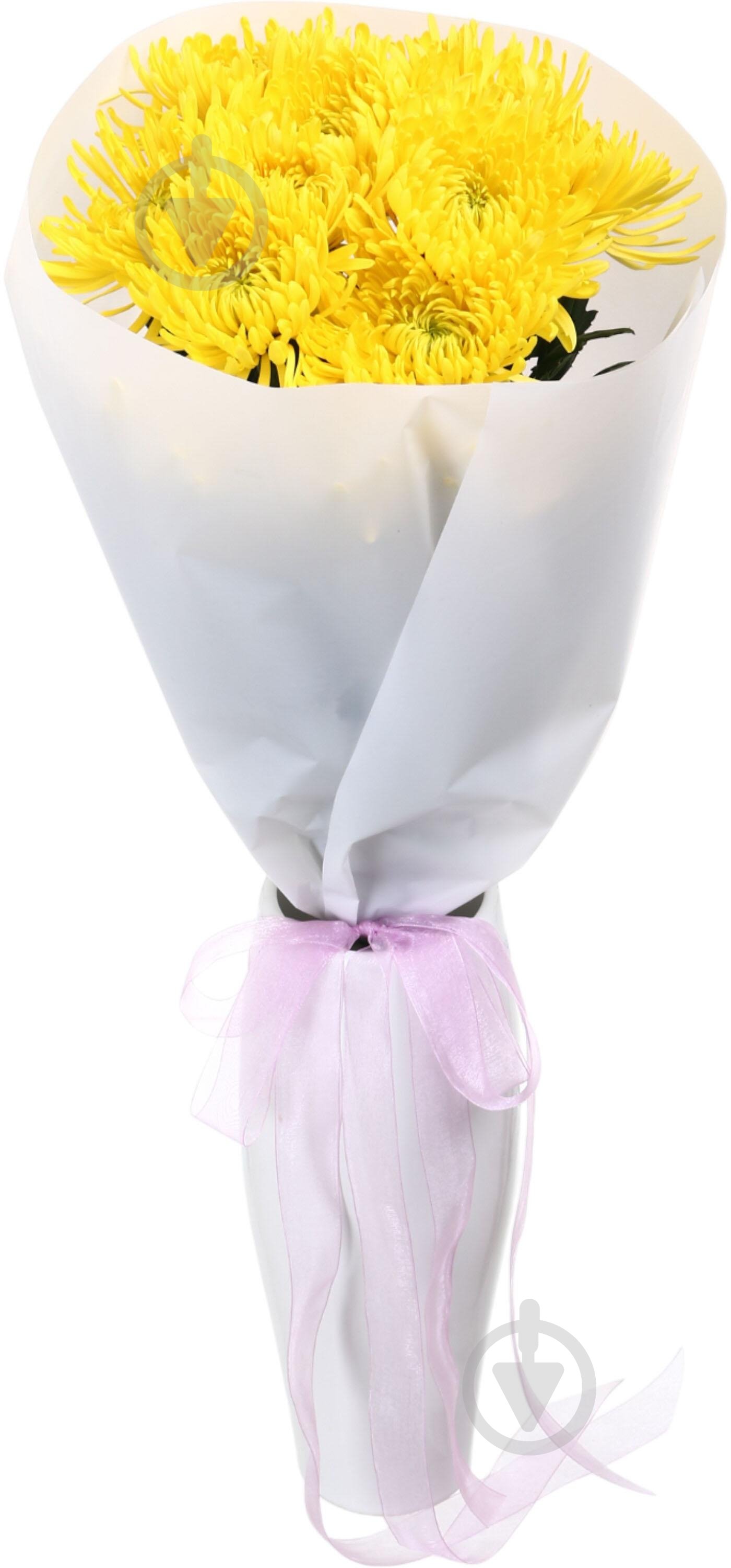 Хризантема Anastasia Yelow одноголовая желтый - фото 2 Хризантема Anastasia Yelow одноголовая желтый - фото 2