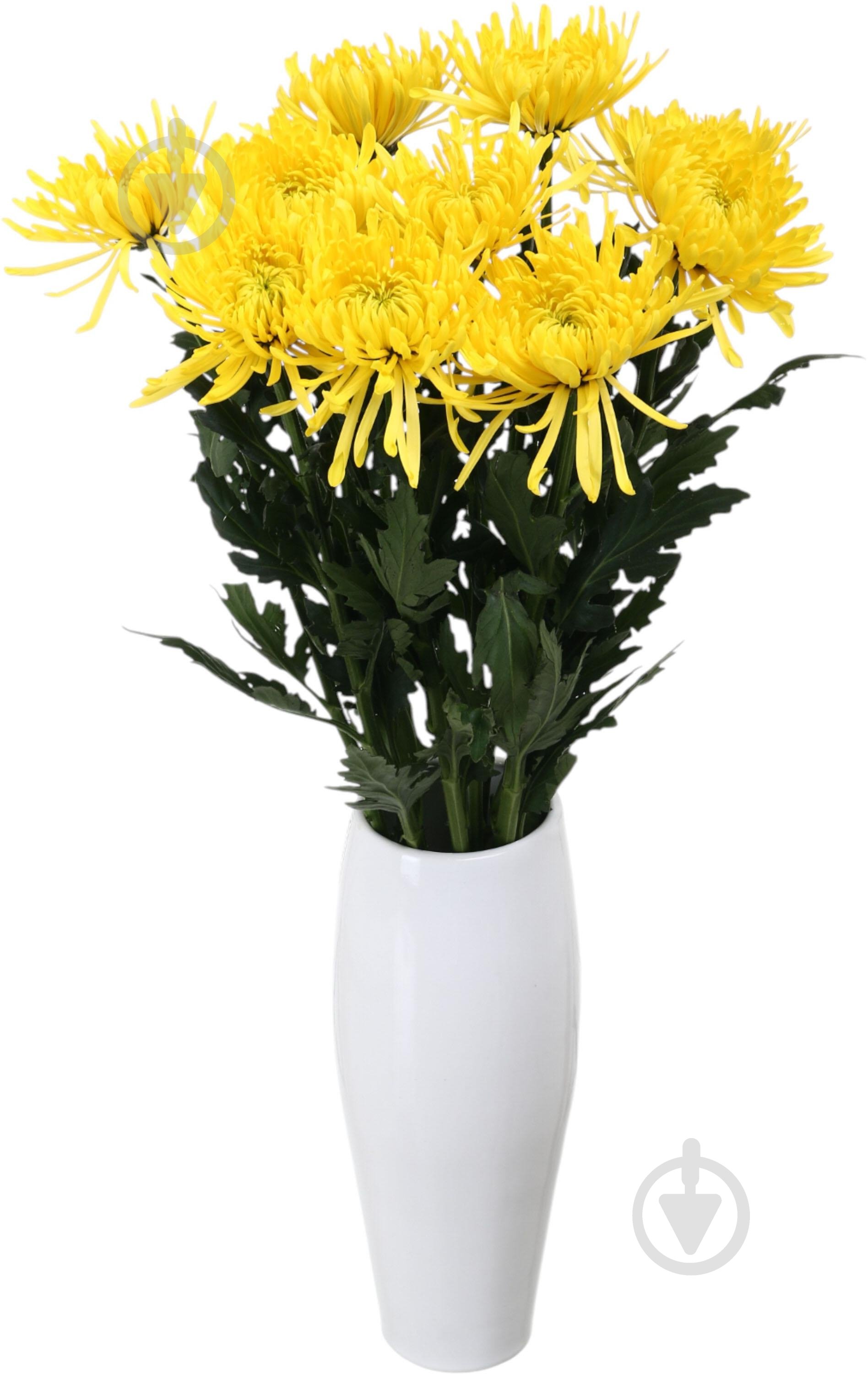 Хризантема Anastasia Yelow одноголовая желтый - фото 3 Хризантема Anastasia Yelow одноголовая желтый - фото 3