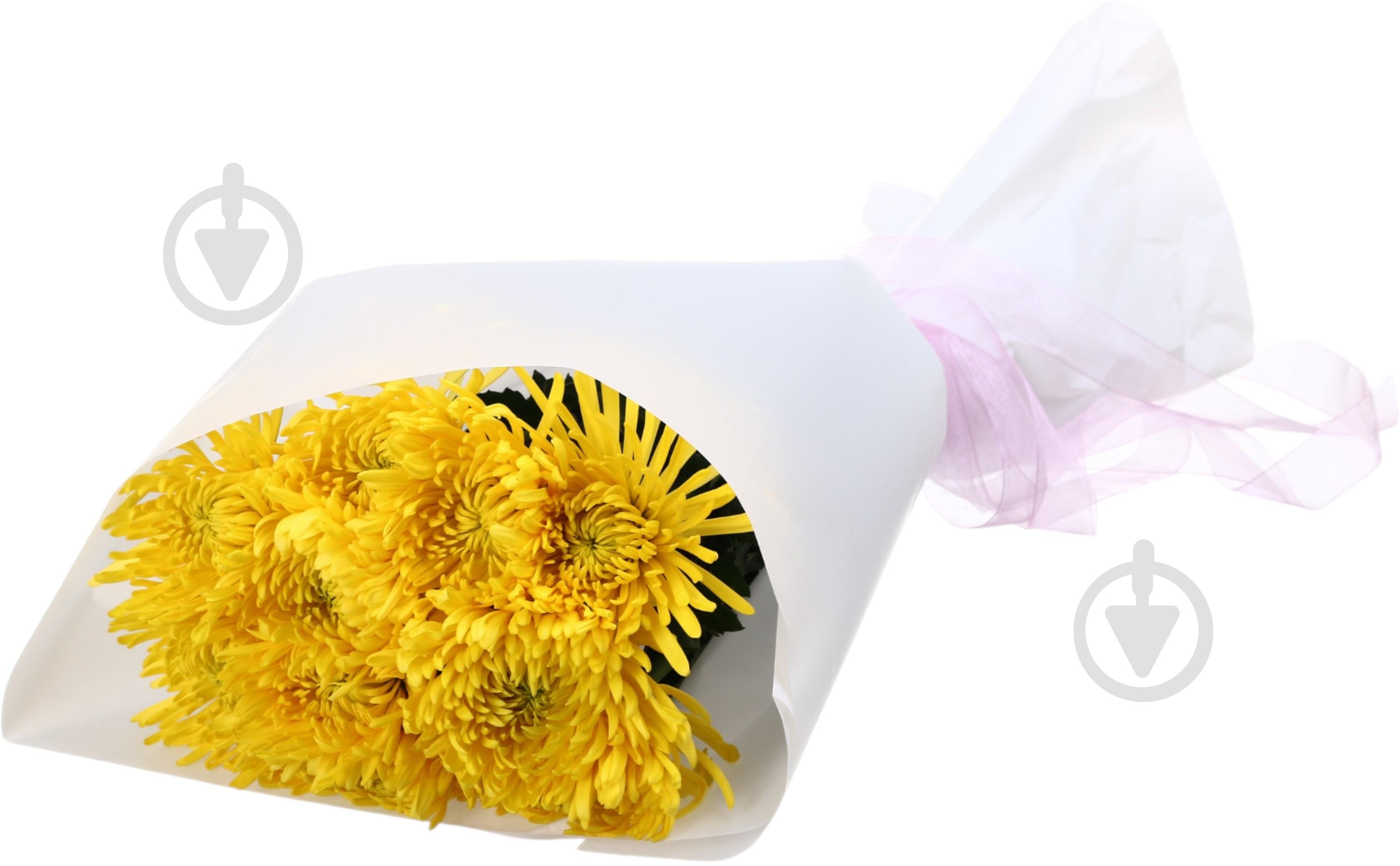 Хризантема Anastasia Yelow одноголовая желтый - фото 4 Хризантема Anastasia Yelow одноголовая желтый - фото 4