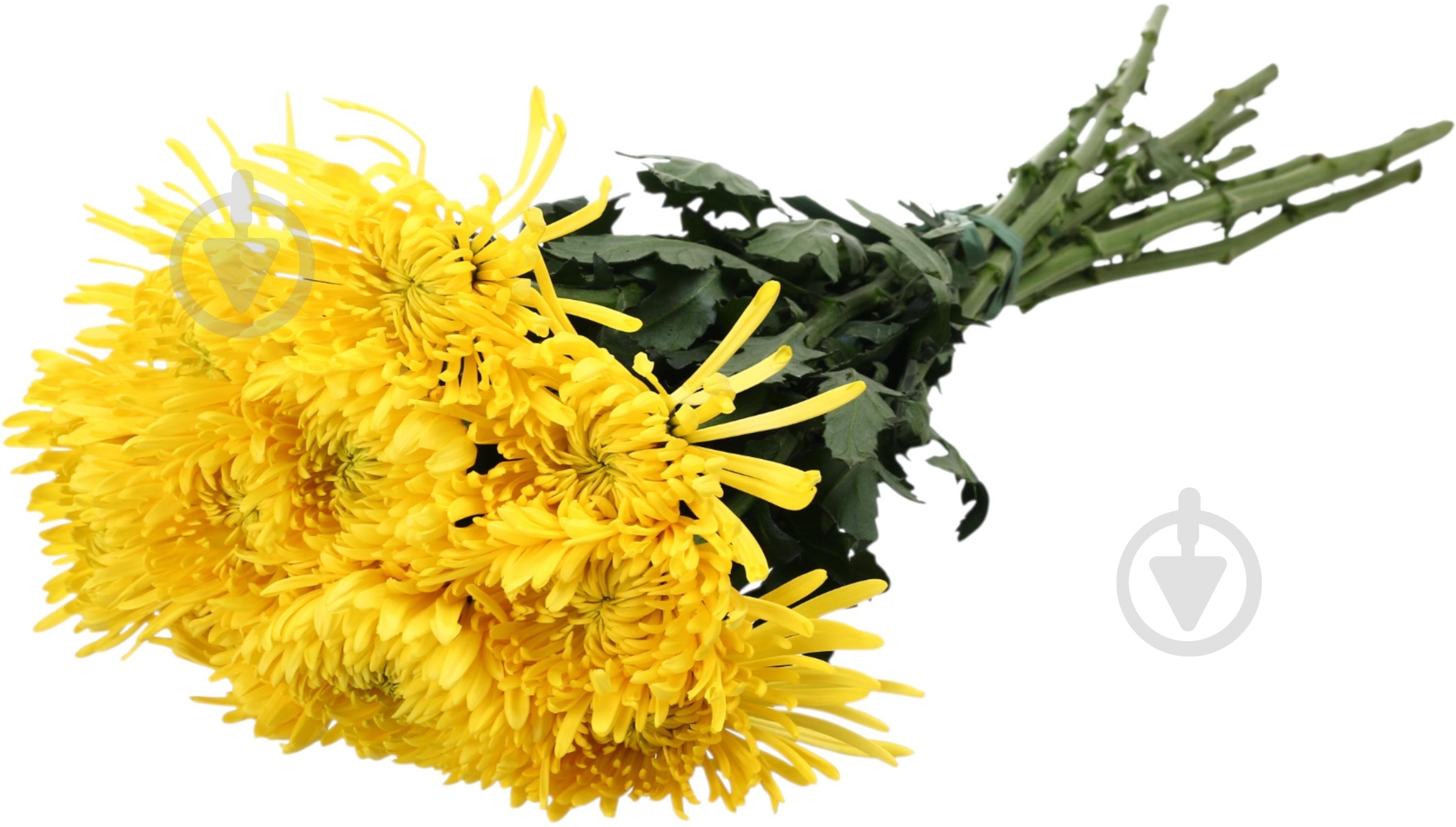 Хризантема Anastasia Yelow одноголовая желтый - фото 5 Хризантема Anastasia Yelow одноголовая желтый - фото 5