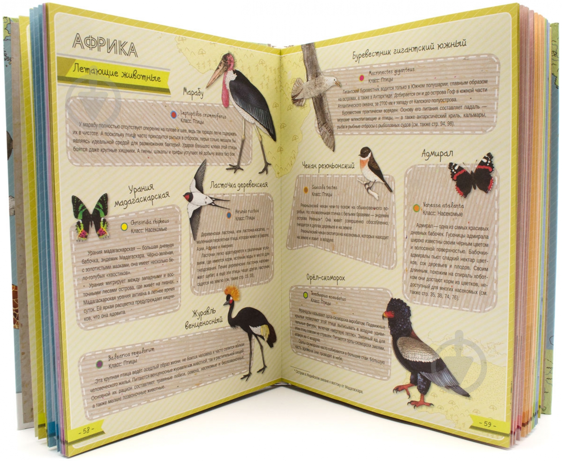 Книга Ирина Тумко «Атлас животных» 978-617-690-001-6 - фото 2 Книга Ирина Тумко «Атлас животных» 978-617-690-001-6 - фото 2