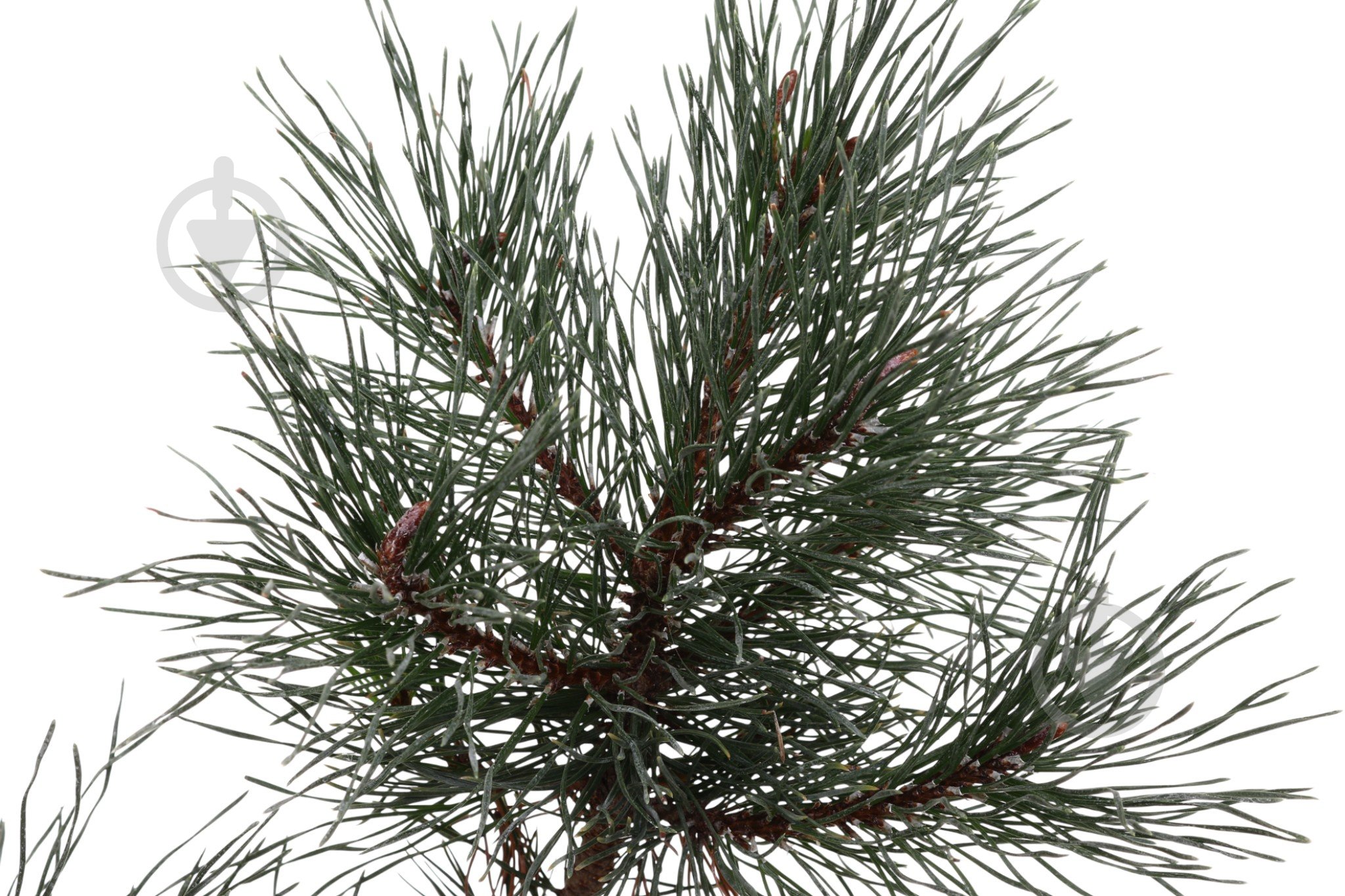Растение Сосна Mugo C3 - фото 2