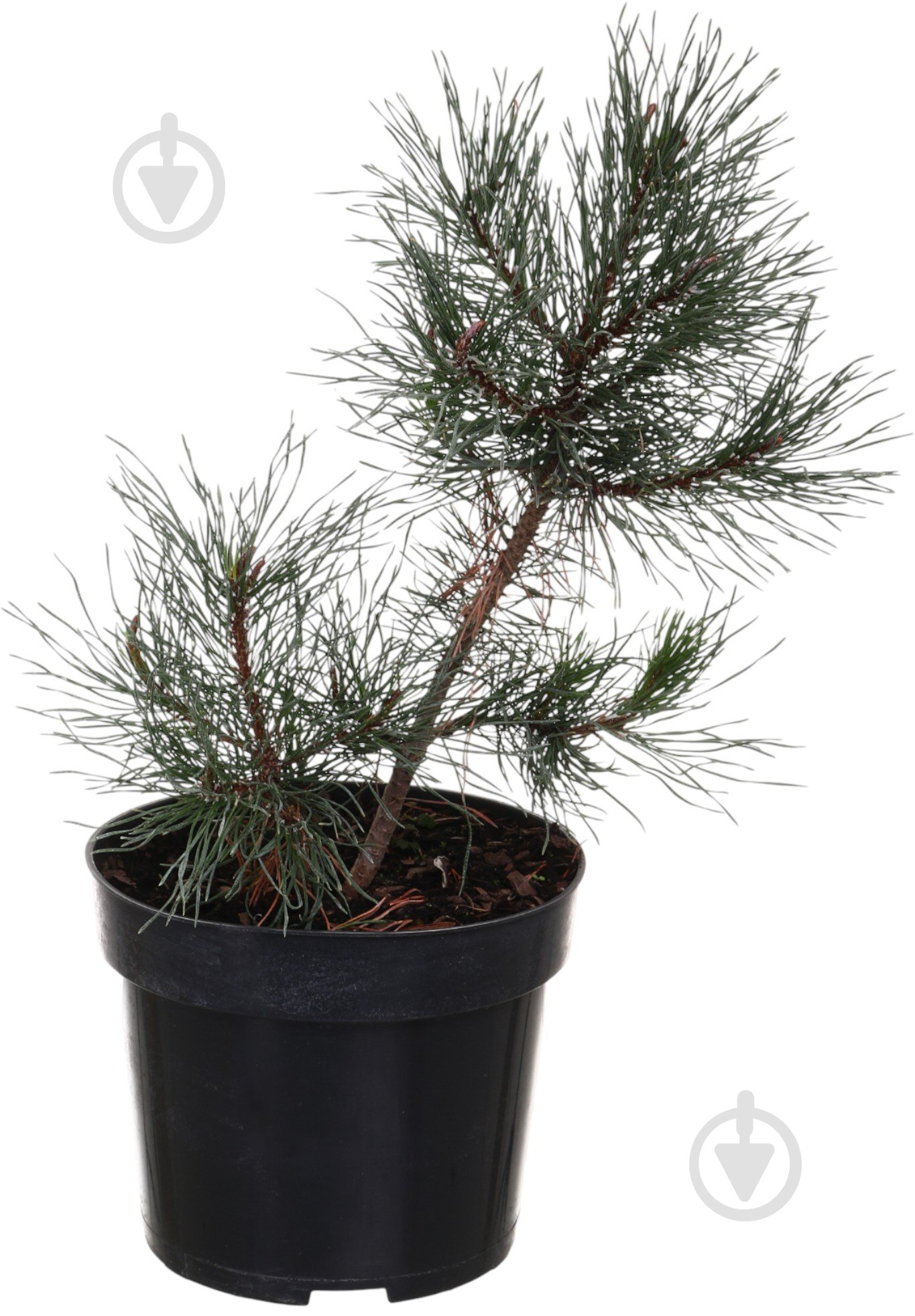 Растение Сосна Mugo C3 - фото 1