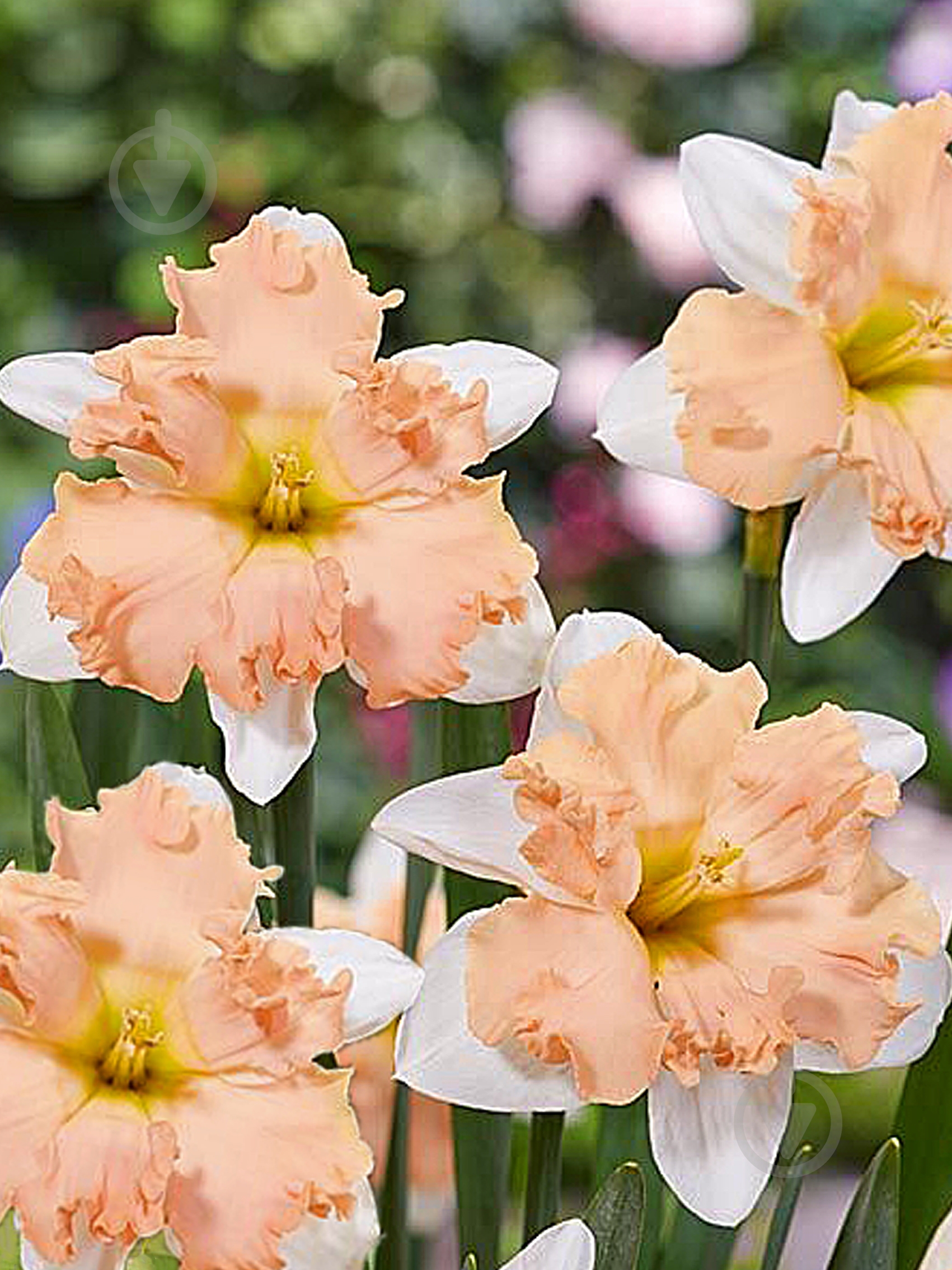 Цибулина TUBERBULB Export B.V. нарциса Вальс 2 шт. - фото 1