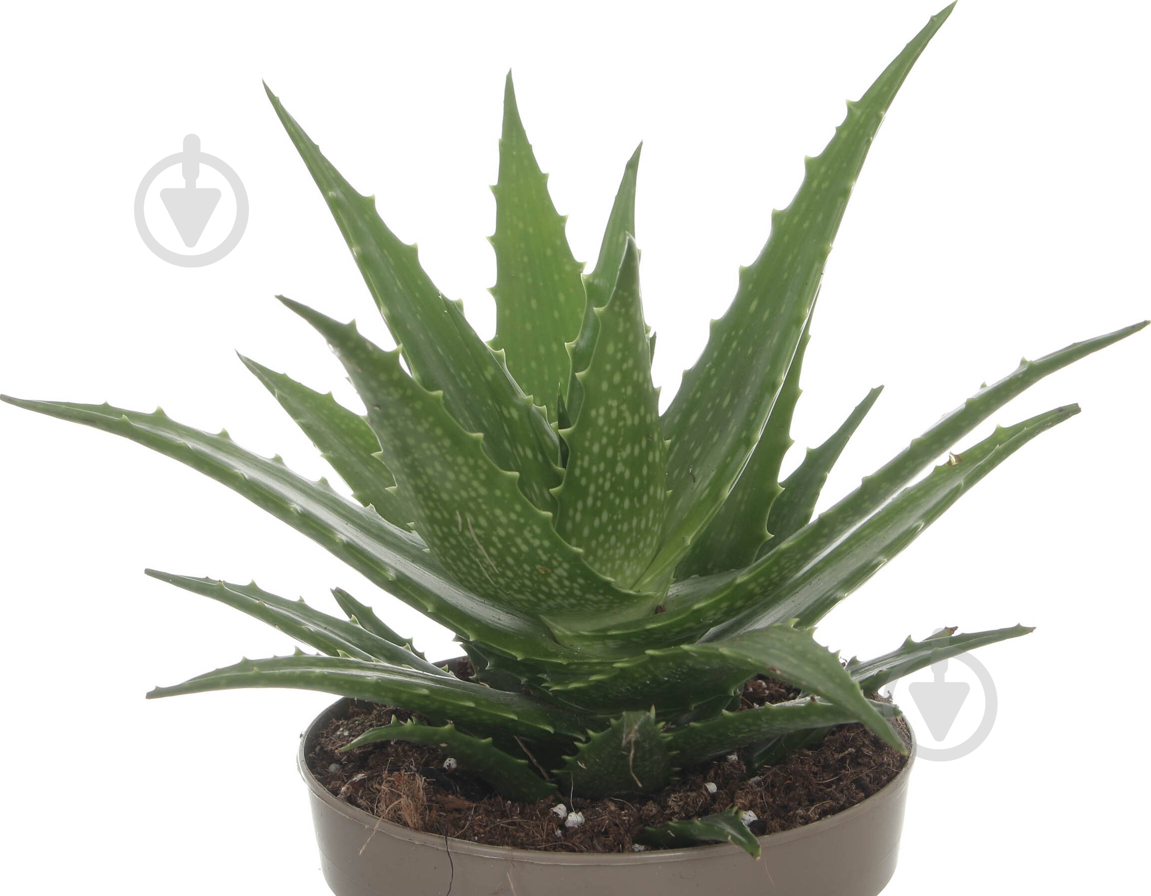 Растение АЛОЭ МИКС 12/25 - фото 2