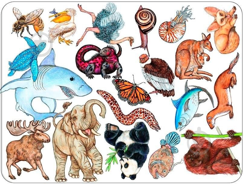 Игра настольная Djeco Занималка DJ05153 - фото 2 Игра настольная Djeco Занималка DJ05153 - фото 2