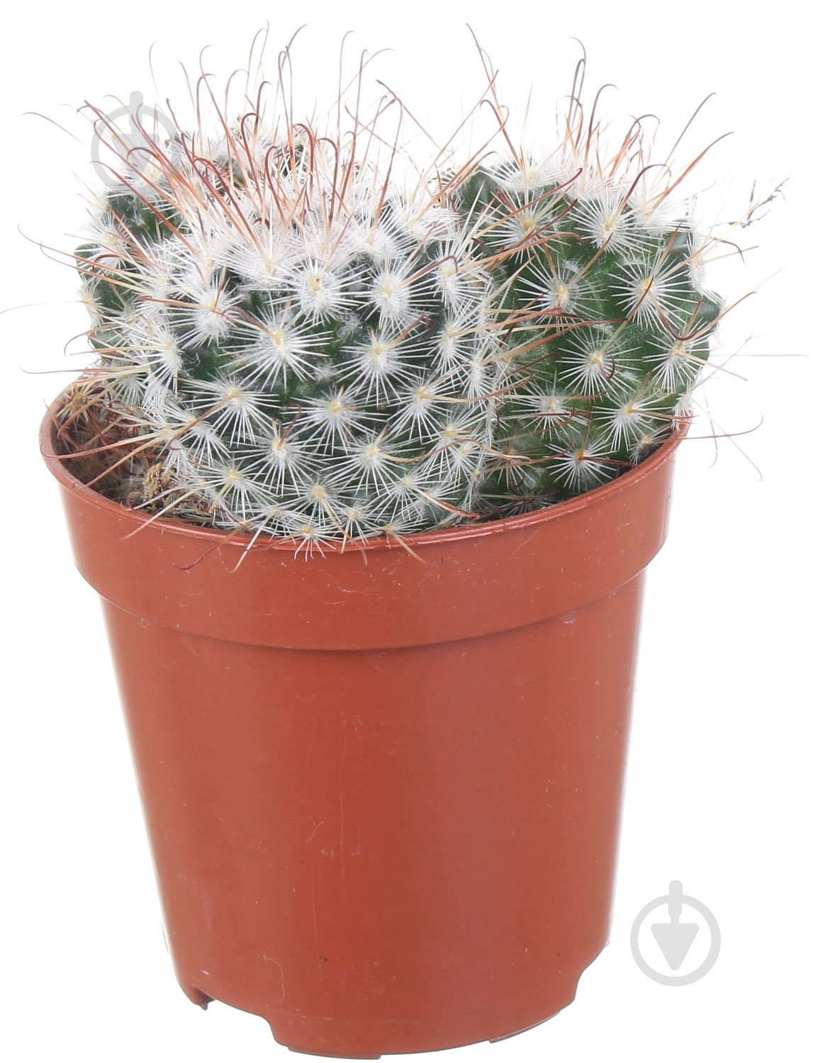 Растение Кактус микс 5,5 - фото 1