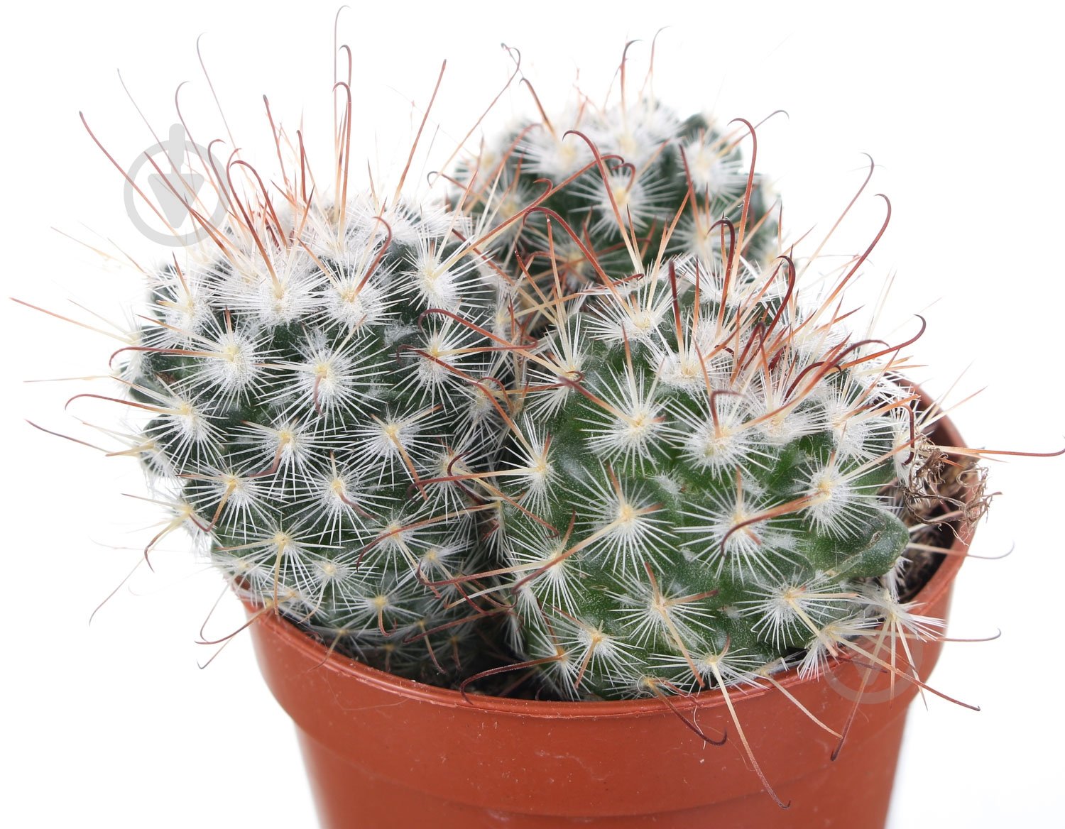 Растение Кактус микс 5,5 - фото 2