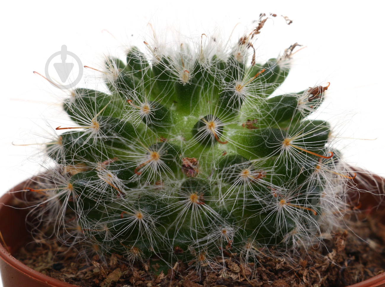 Растение Кактус Маммилярия 5,5 - фото 2