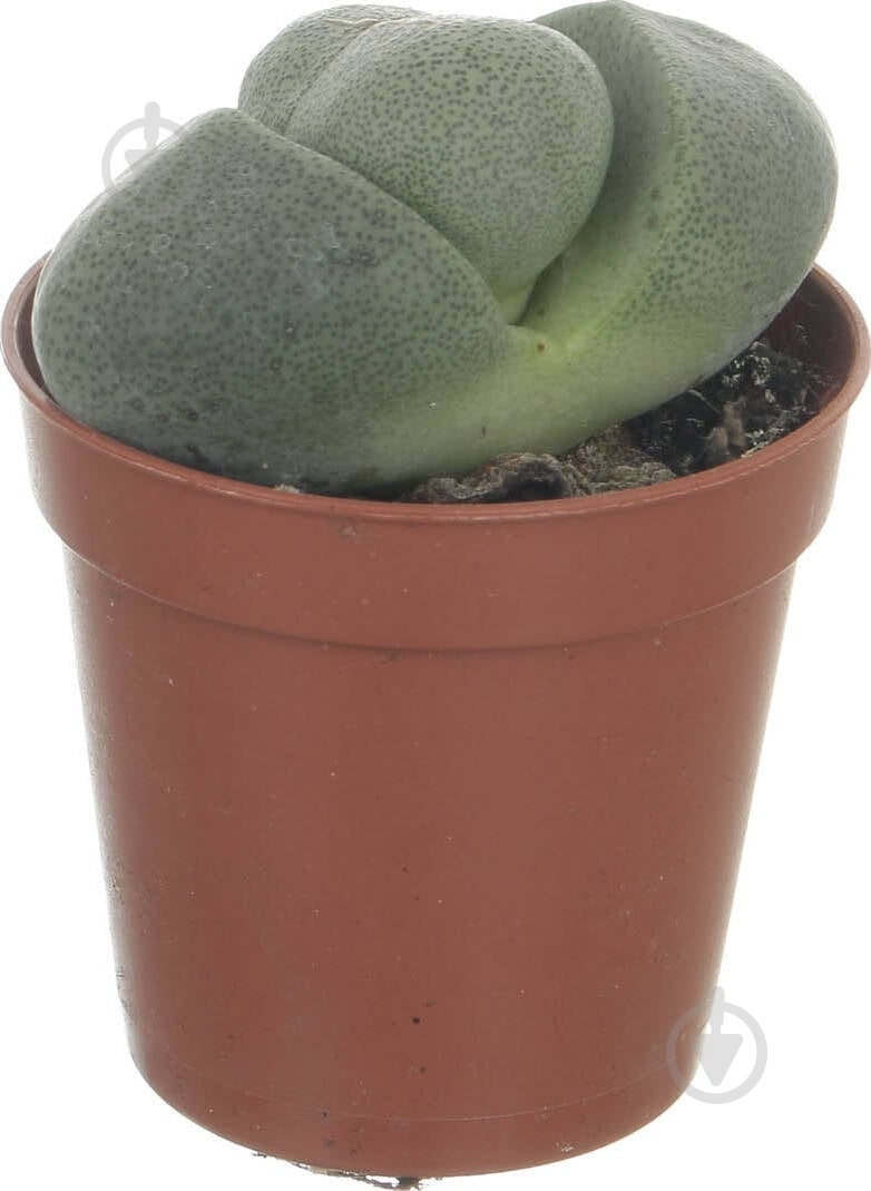 Растение Літопс микс 5,5 - фото 2