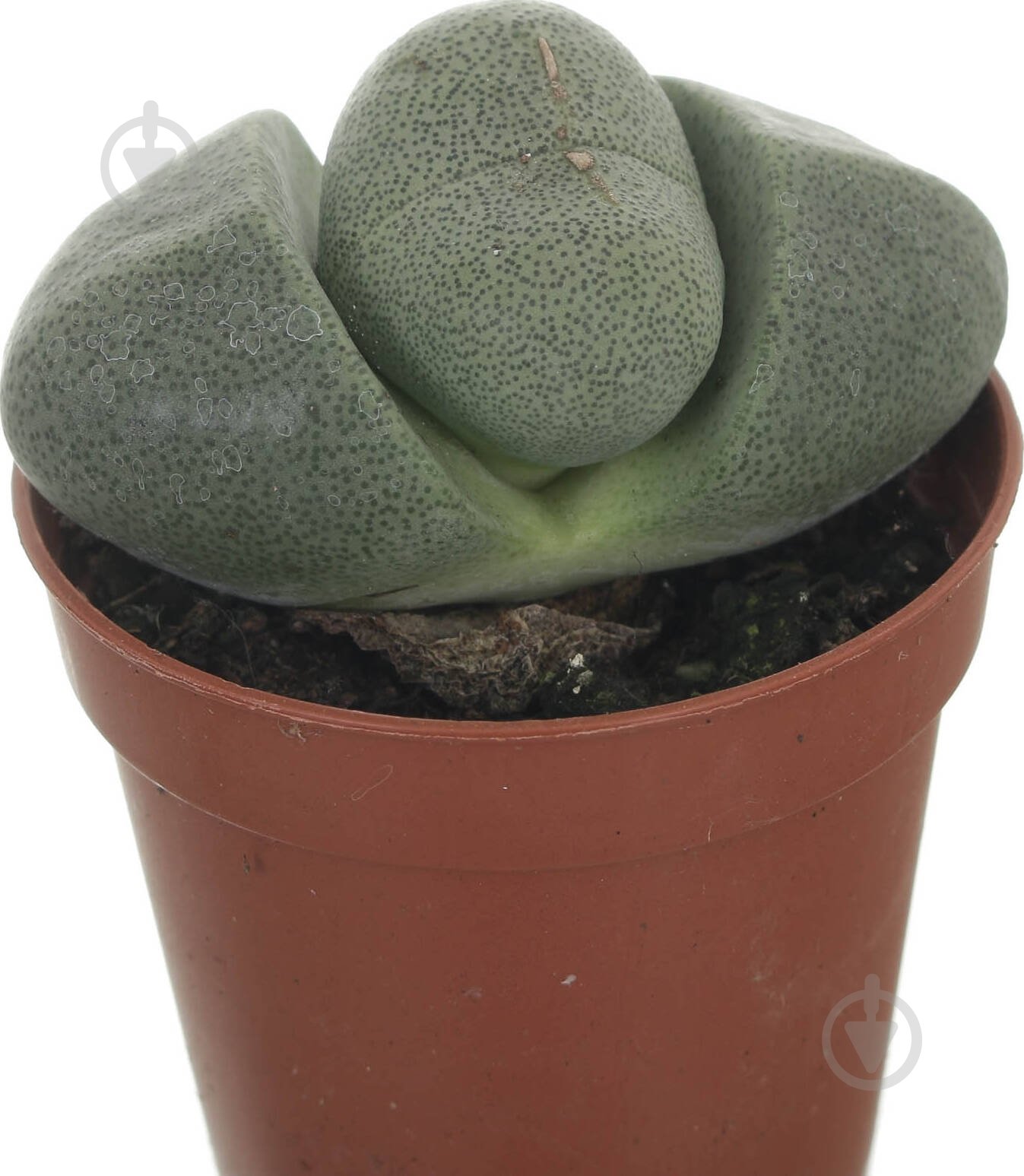 Растение Літопс микс 5,5 - фото 3