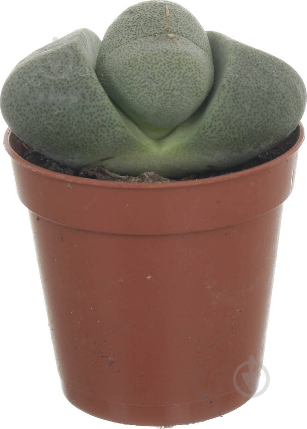 Растение Літопс микс 5,5 - фото 1