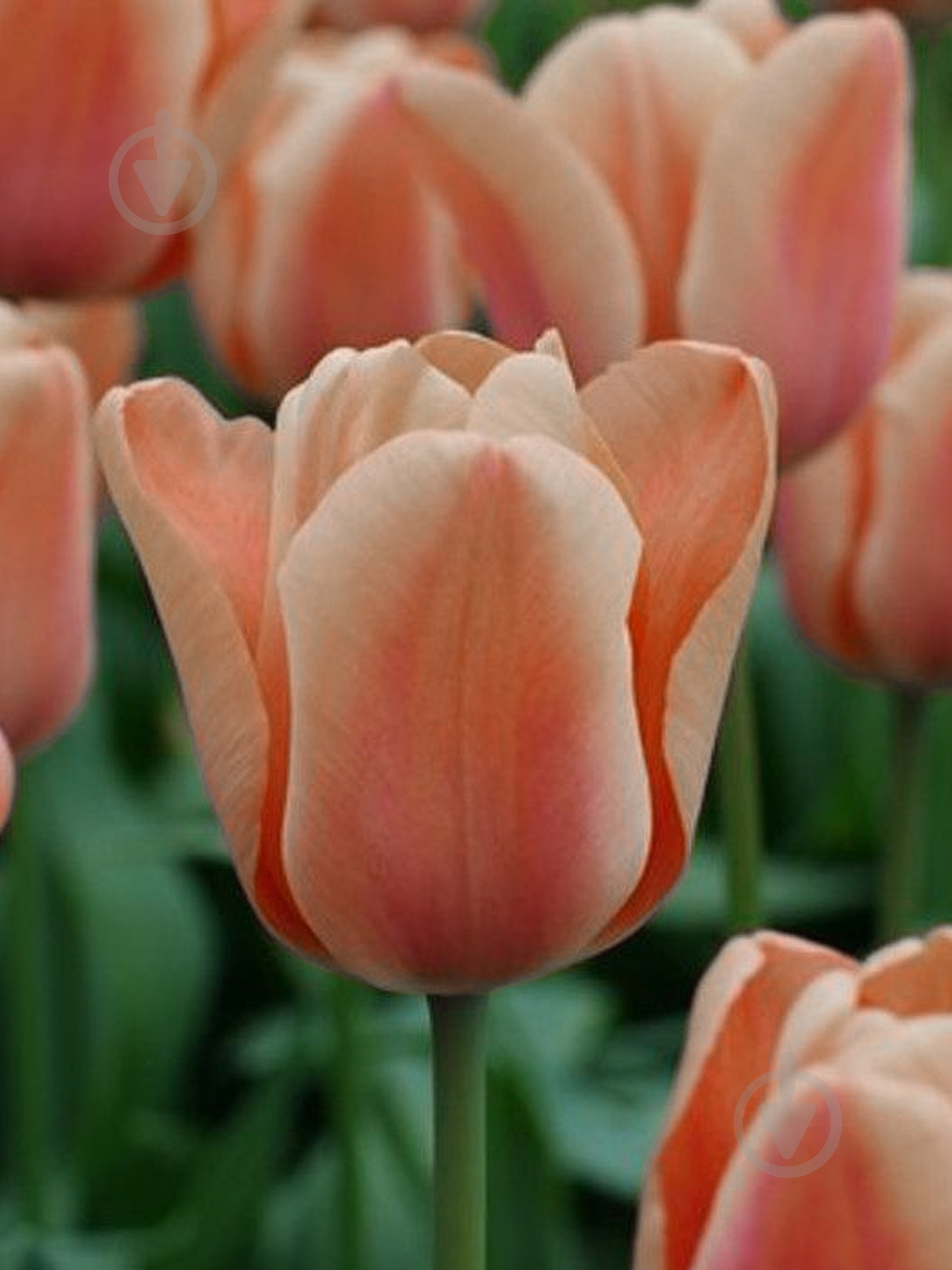 Луковица TUBERBULB Export B.V. тюльпана триумф Эприкот Фокс 3 шт. - фото 1 Луковица TUBERBULB Export B.V. тюльпана триумф Эприкот Фокс 3 шт. - фото 1