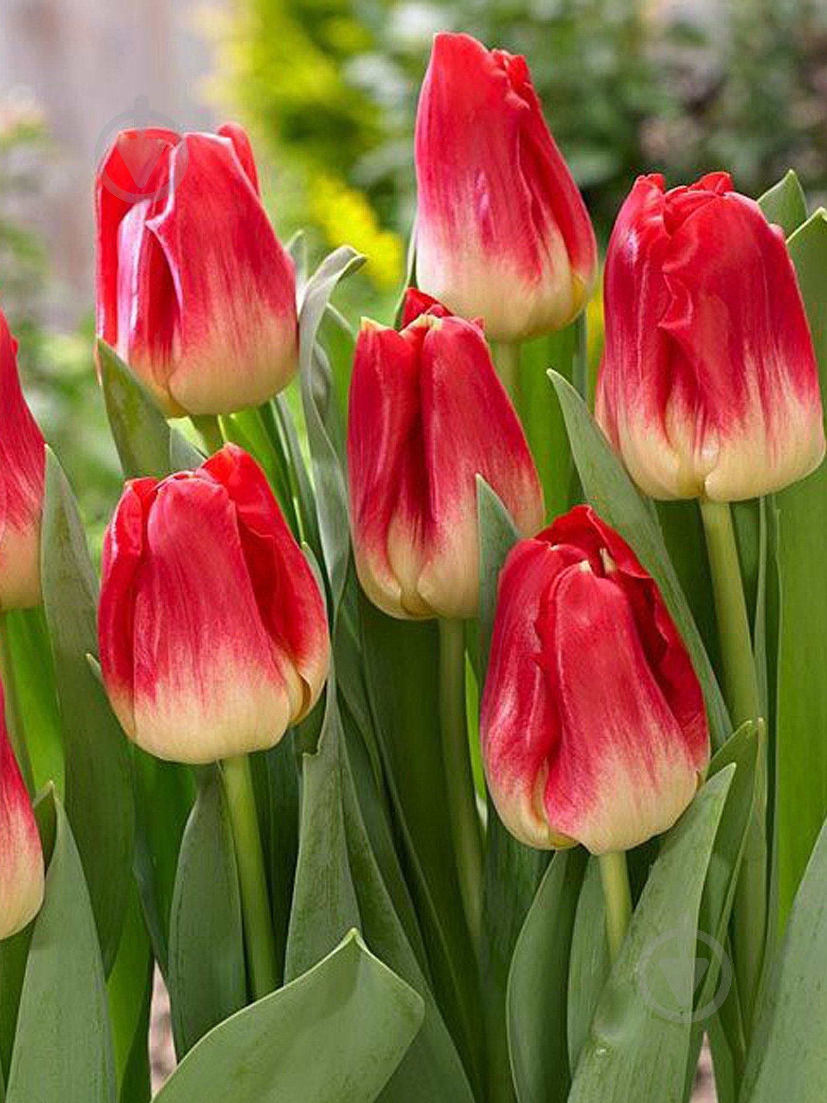 Луковица TUBERBULB Export B.V. тюльпана триумф Матч 3 шт. - фото 1